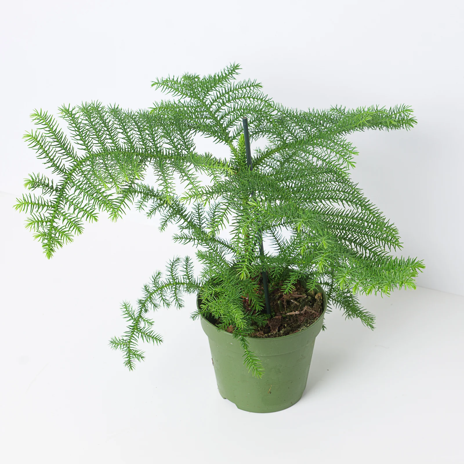 Norfolk Island Pine | Araucaria heterophylla - Image 2