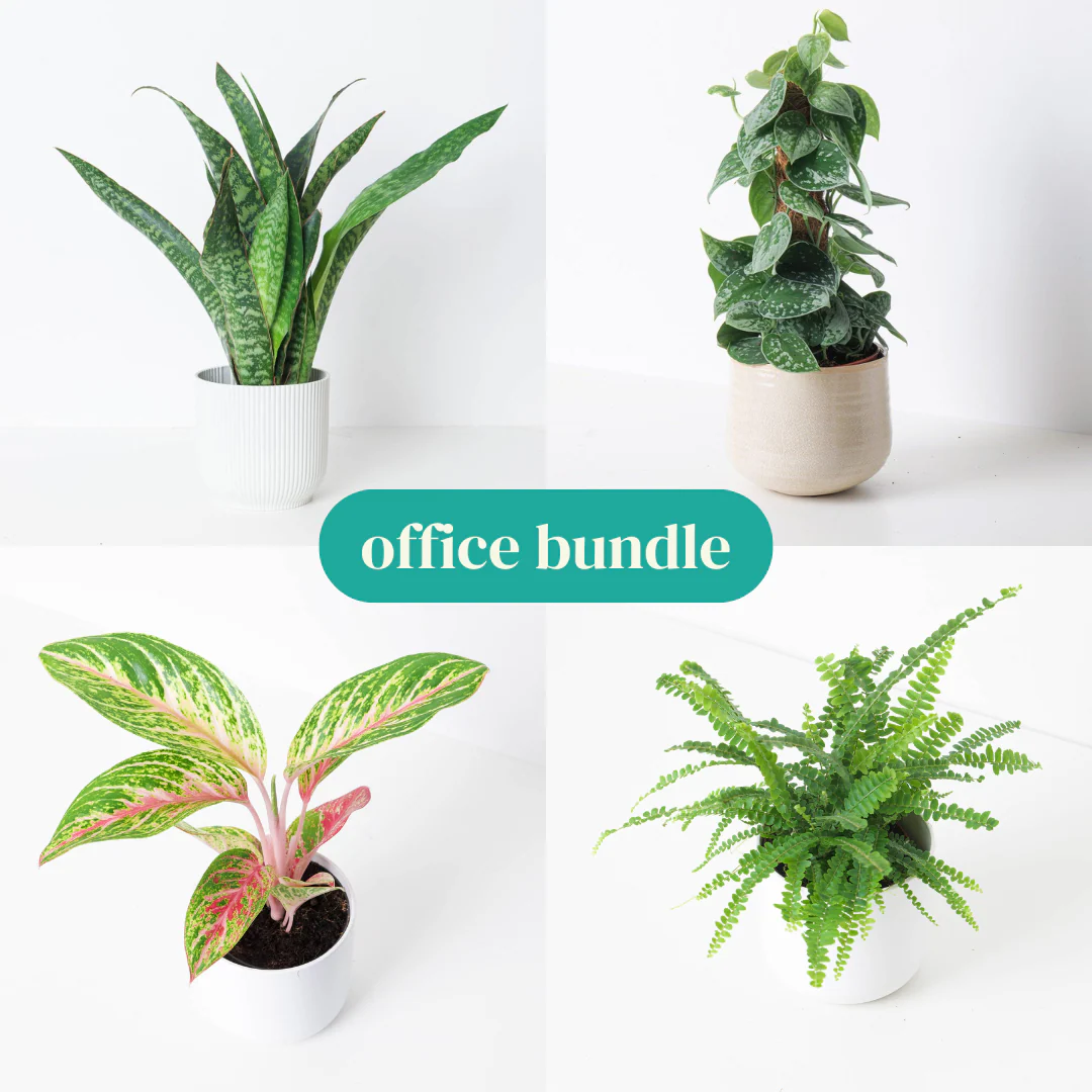 Office Bundle