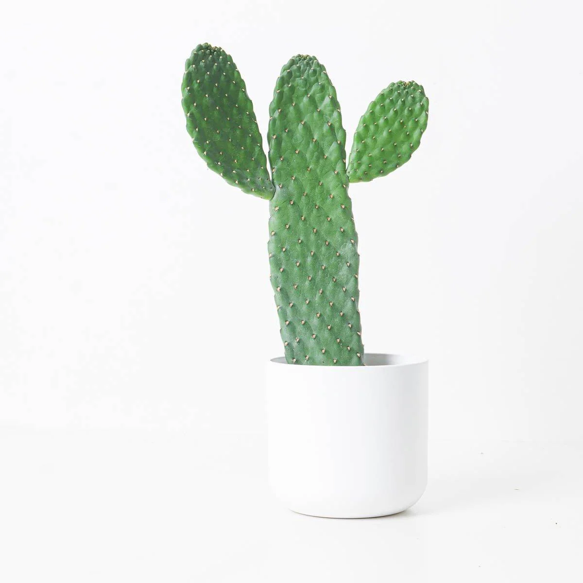 Opuntia consolea | Roadkill Cactus