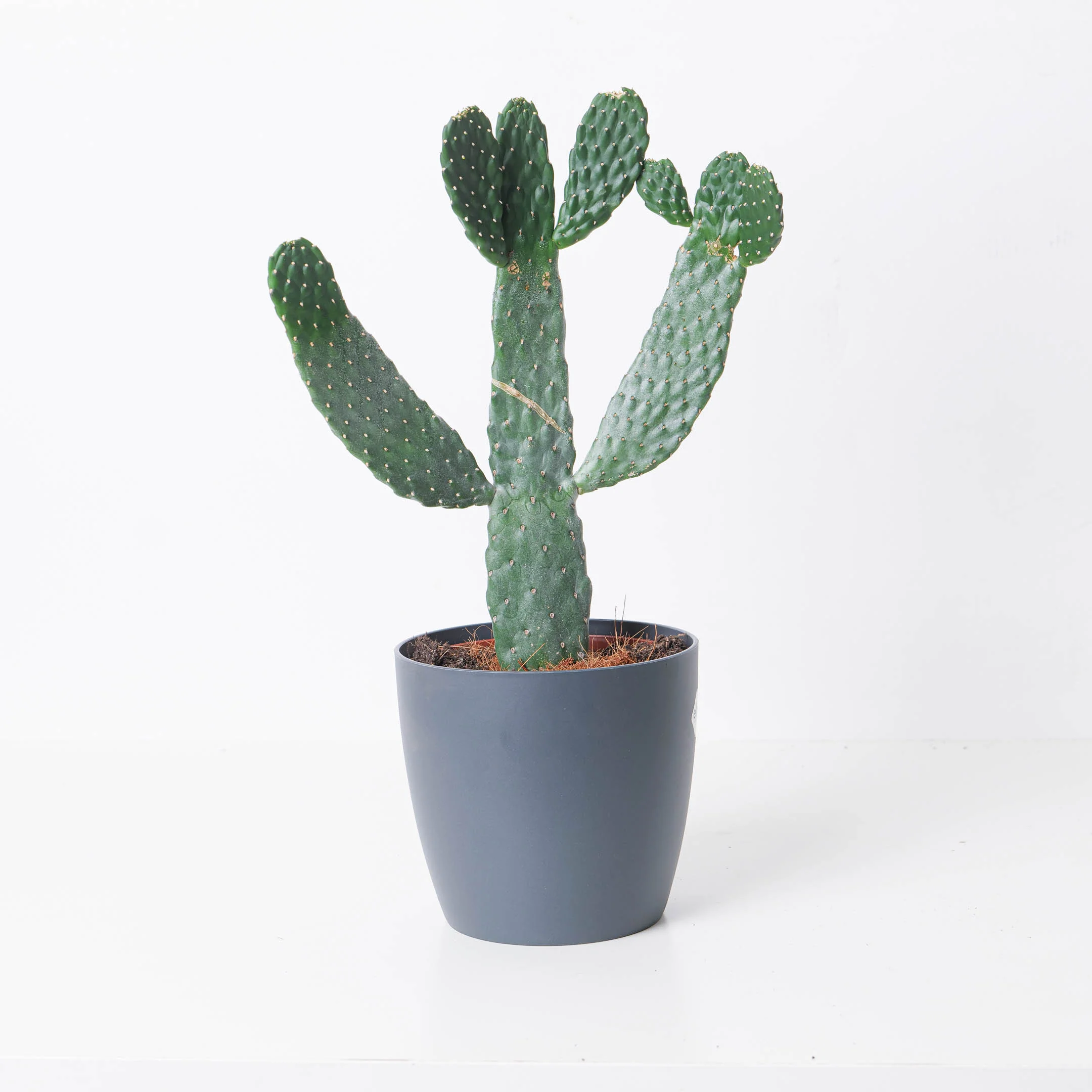Opuntia consolea | Roadkill Cactus - Image 2