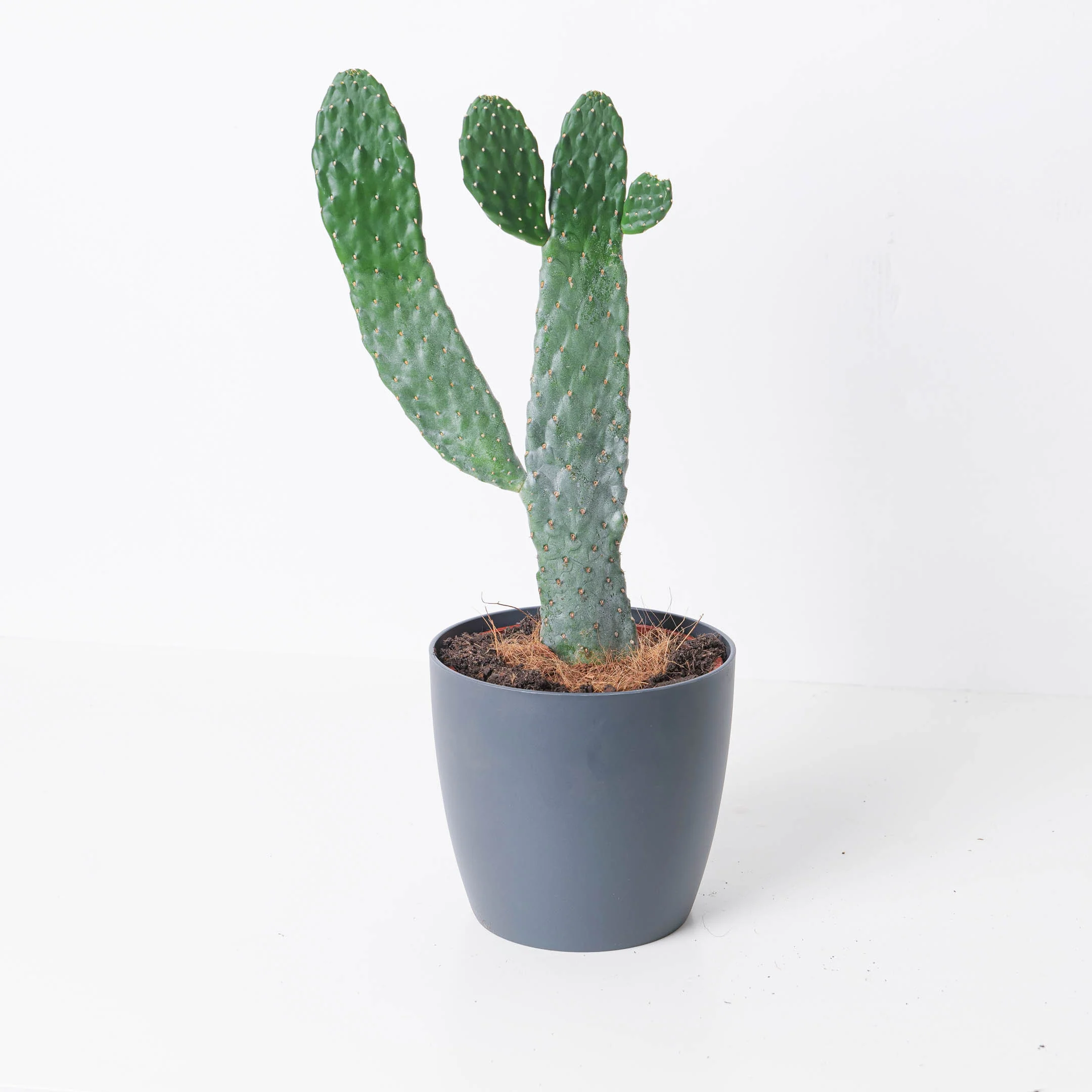 Opuntia consolea | Roadkill Cactus - Image 3