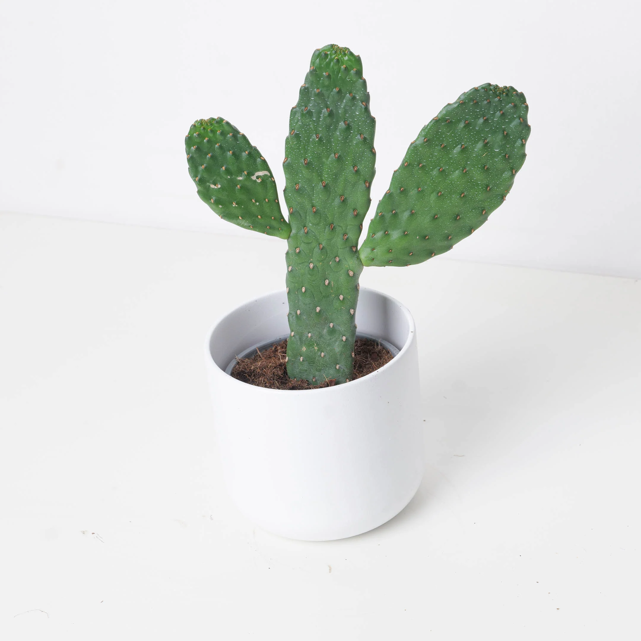 Opuntia consolea | Roadkill Cactus - Image 4