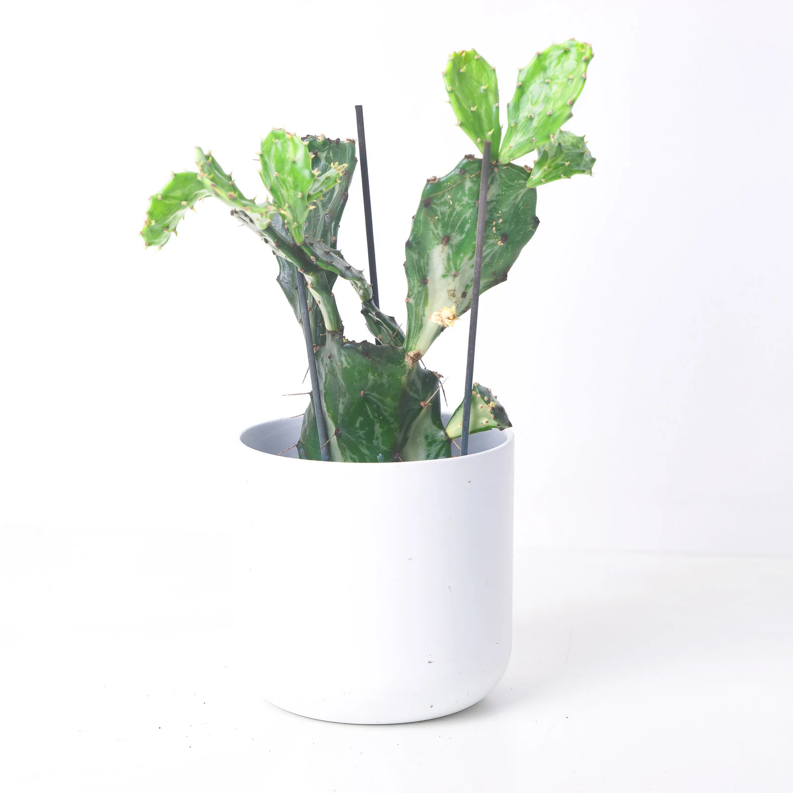 Opuntia 'Jamaica Ghost'