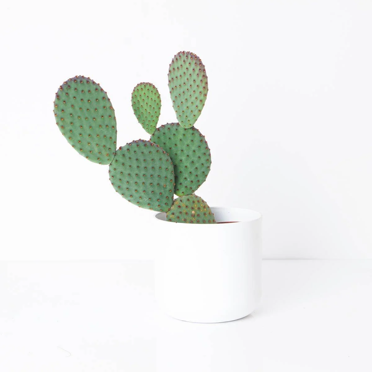 Opuntia macrocalyx