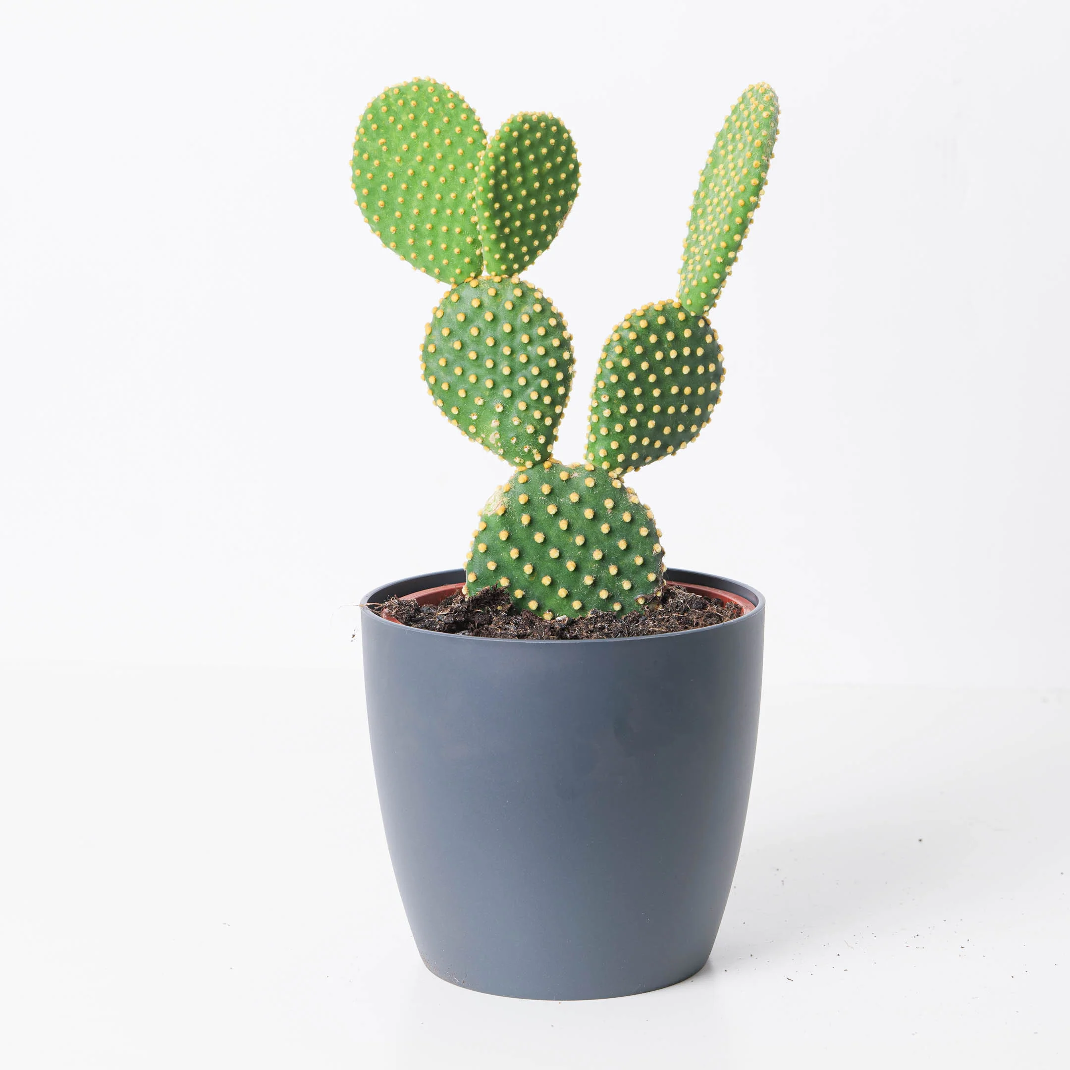 Opuntia microdasys