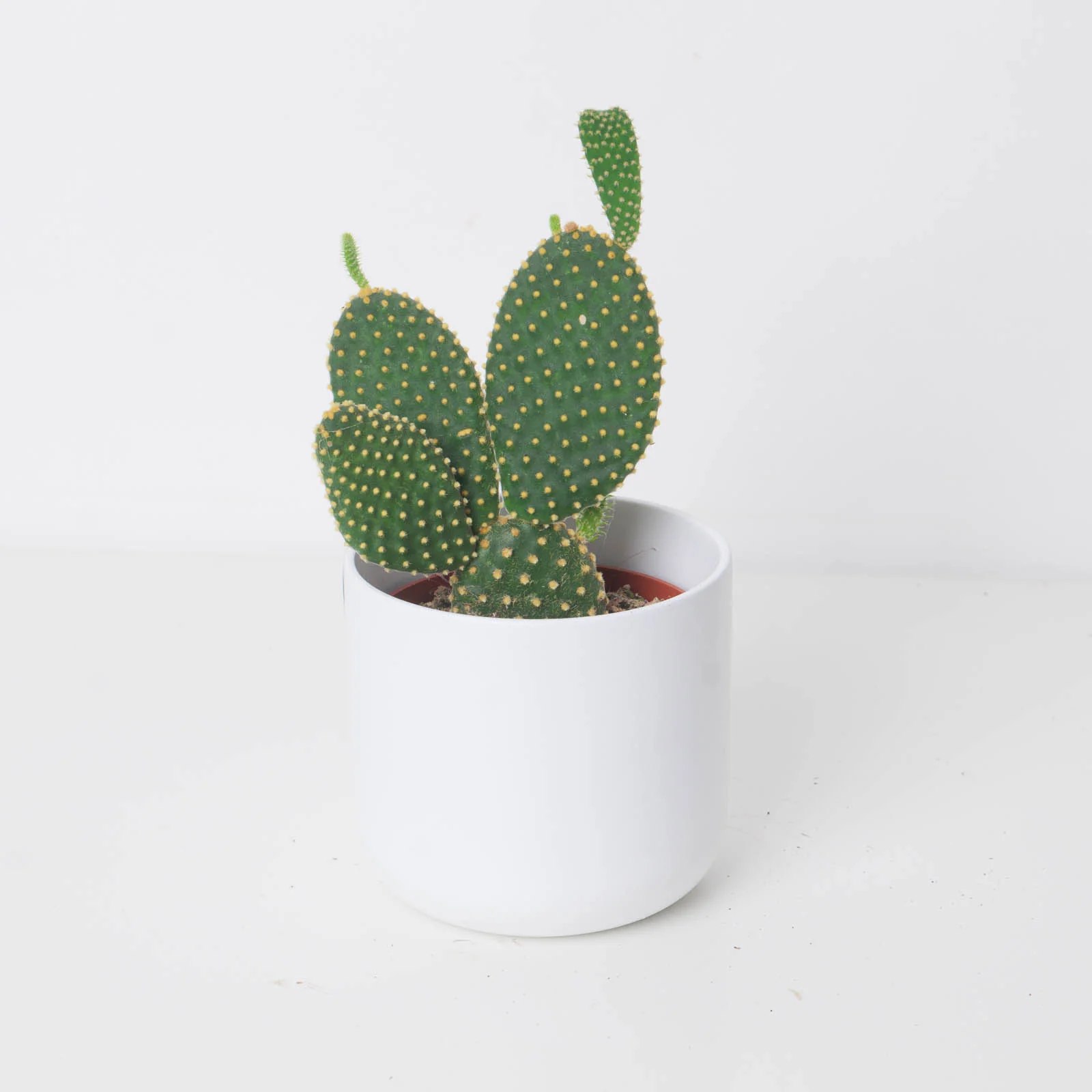 Opuntia microdasys - Image 2