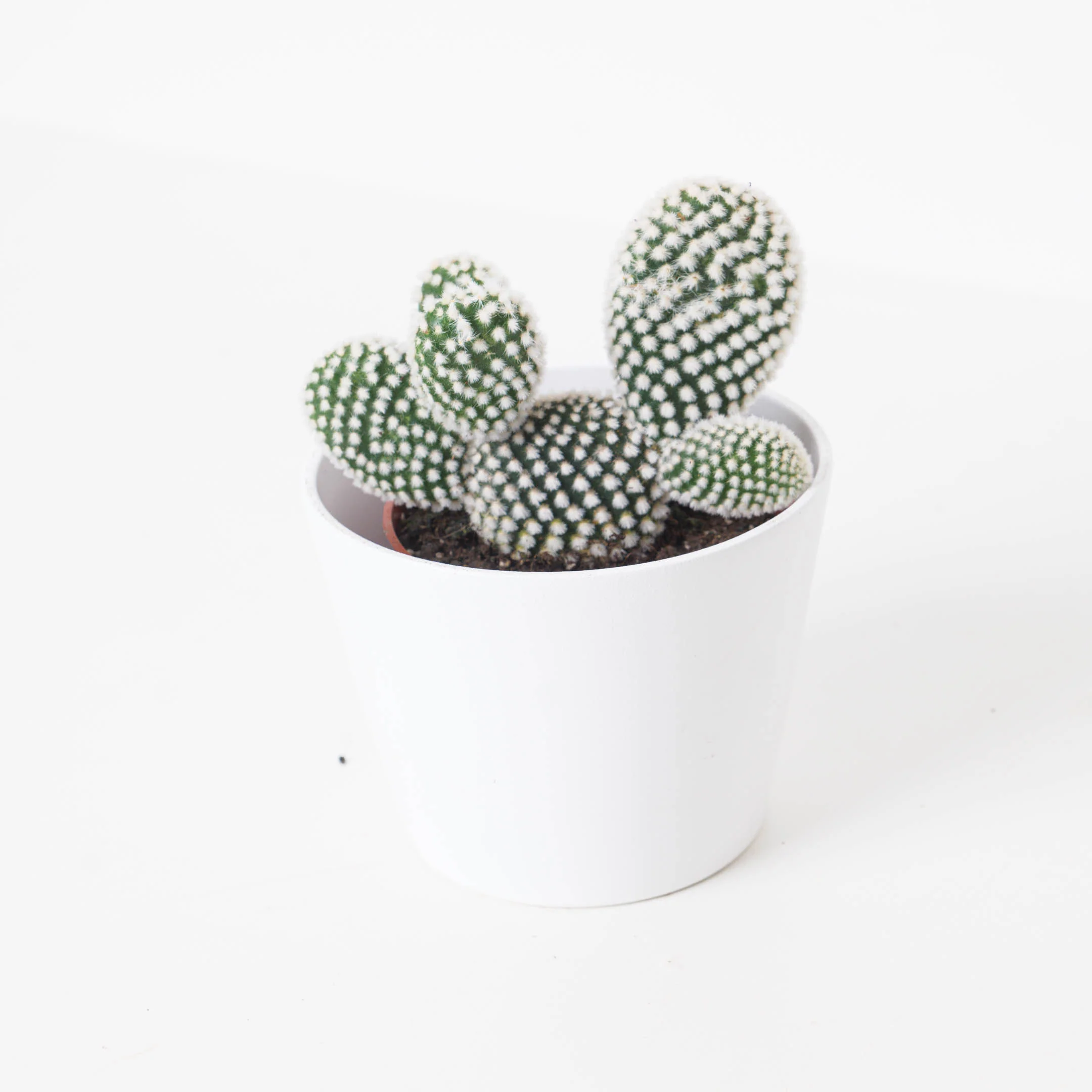 Opuntia microdasys var. albispina