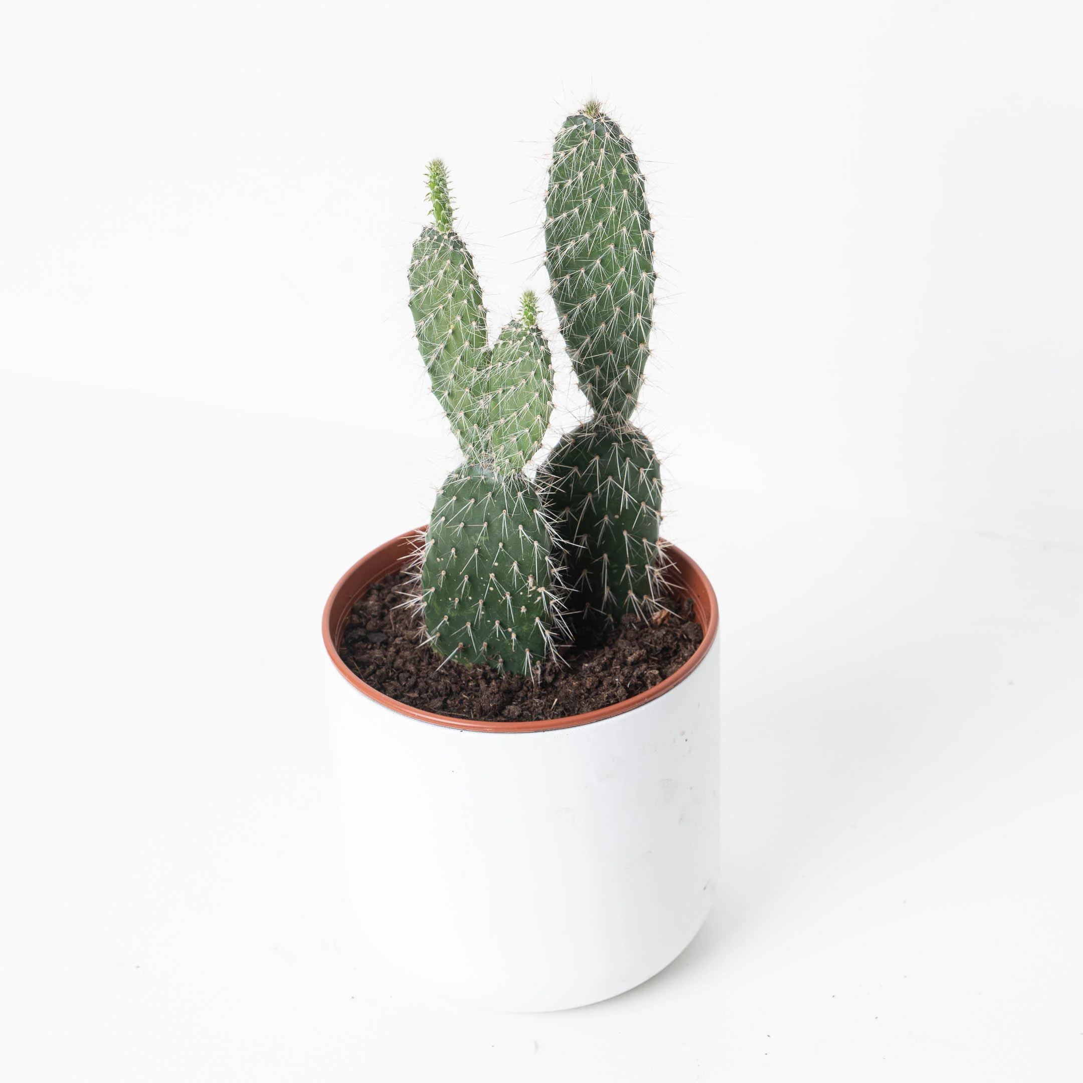 Opuntia sp.
