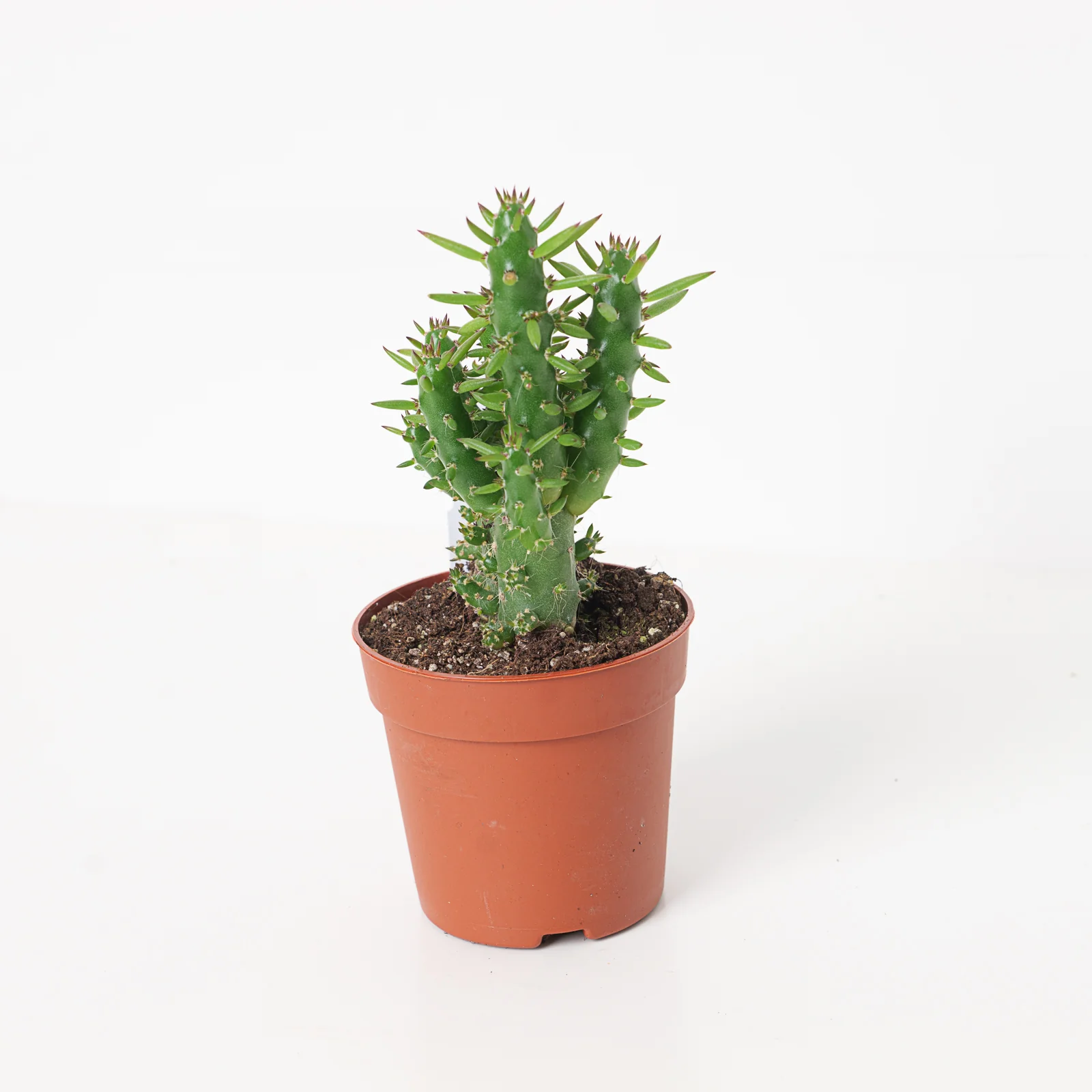 Opuntia subulata - Image 2