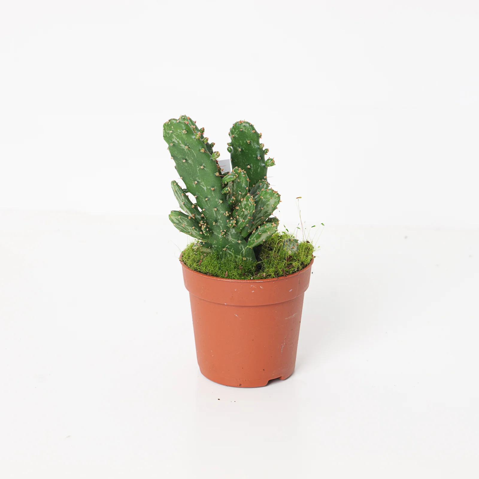 Opuntia Tuna | Prickly Pear Cactus