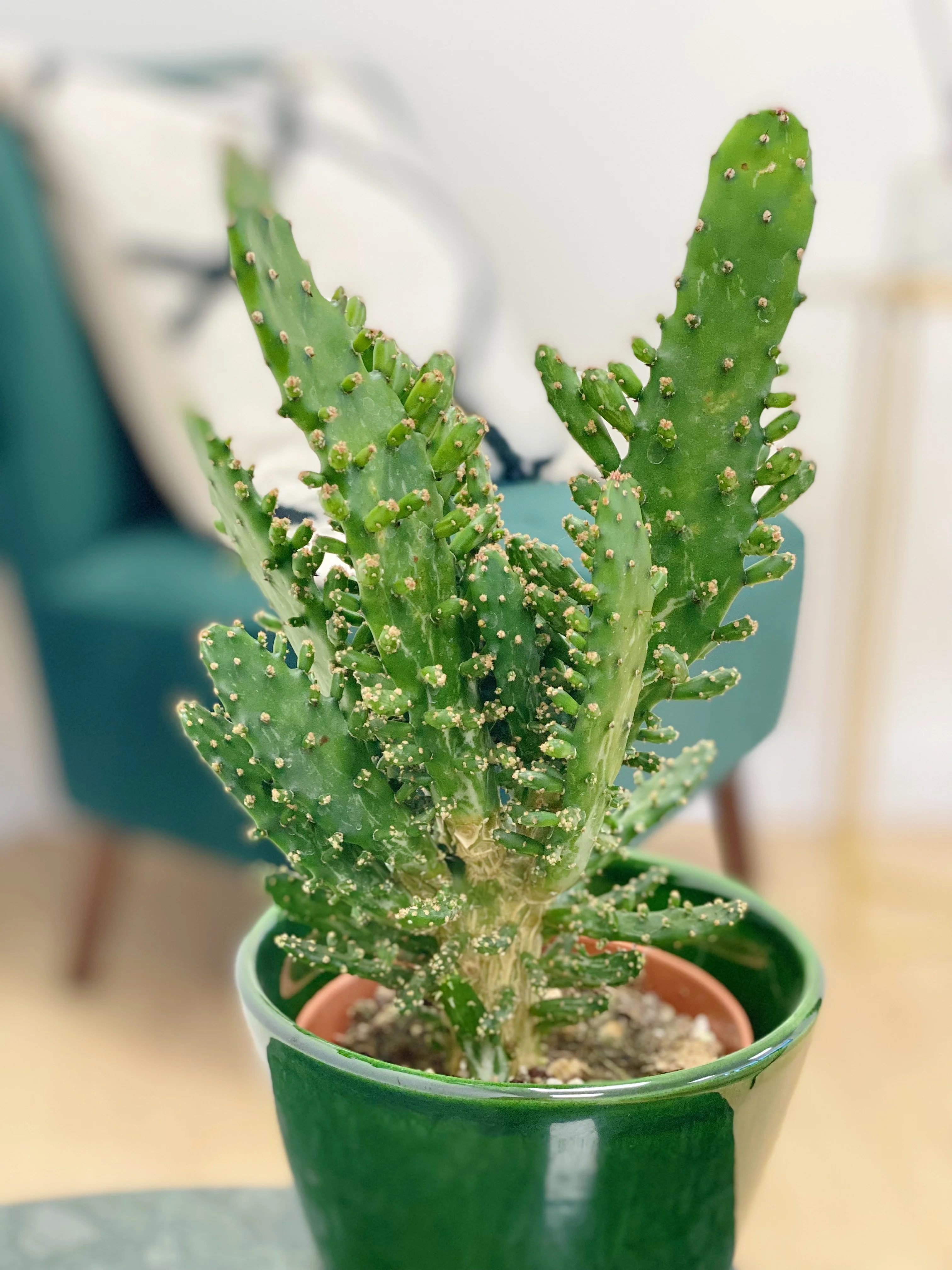 Opuntia Tuna | Prickly Pear Cactus - Image 3