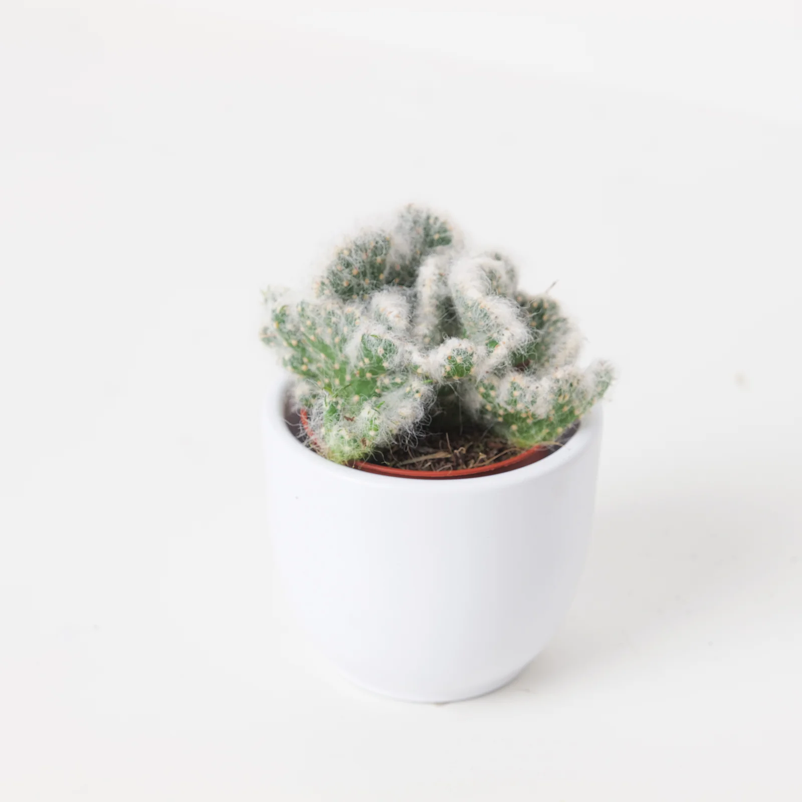 Opuntia vestita cristata