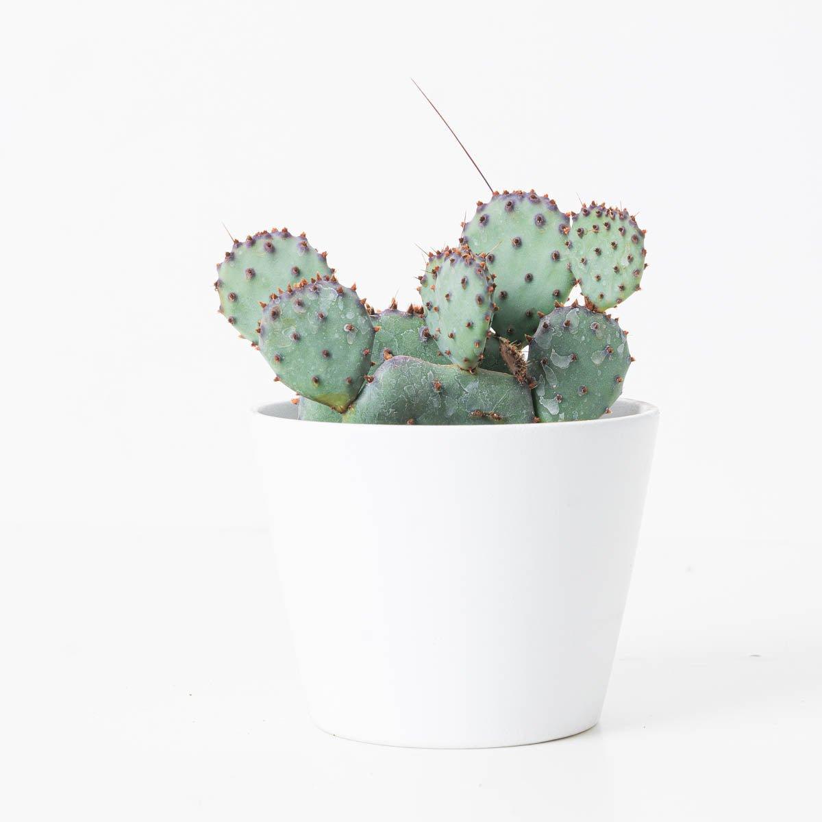 Opuntia violacea