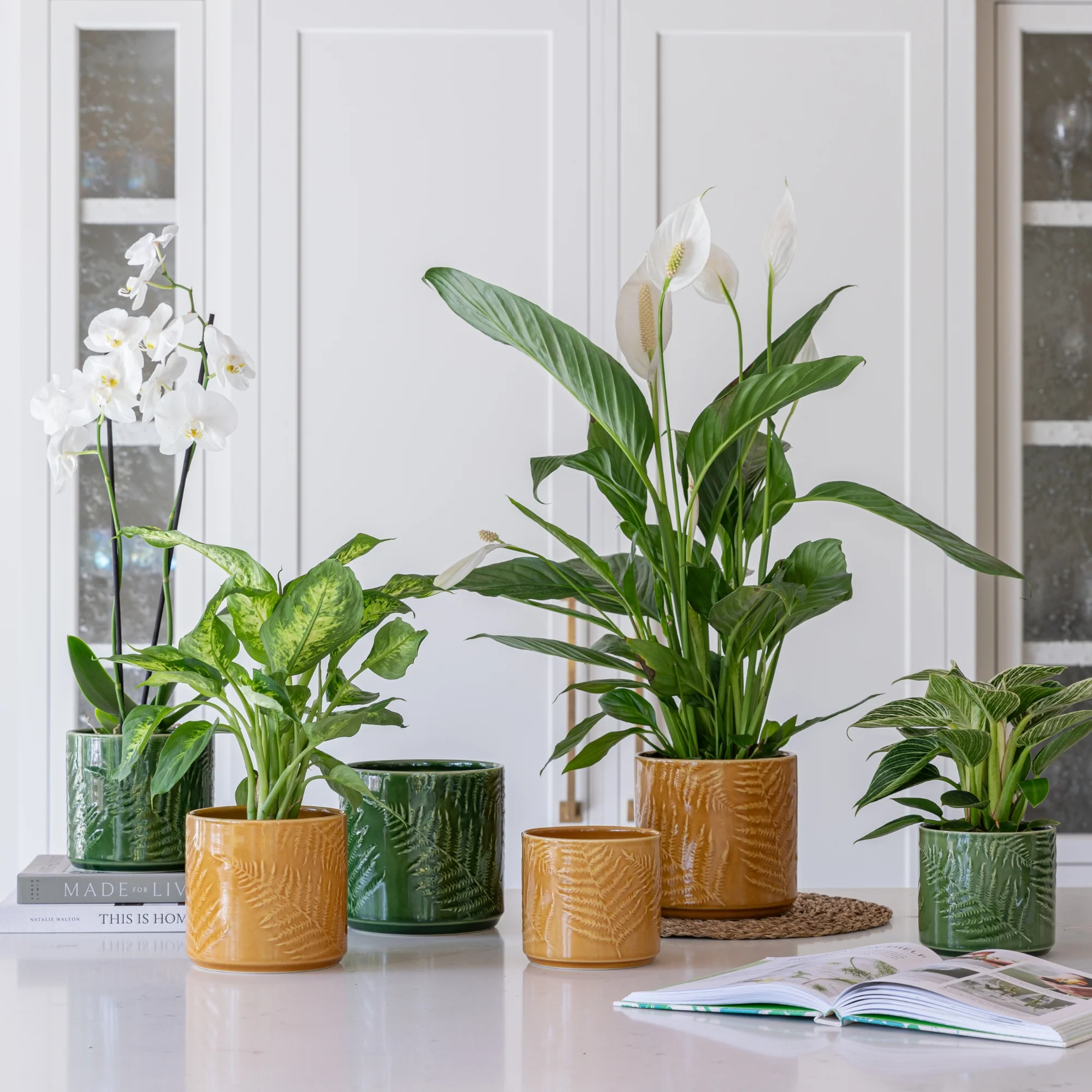 Orla Fern Pot Mustard - Image 2
