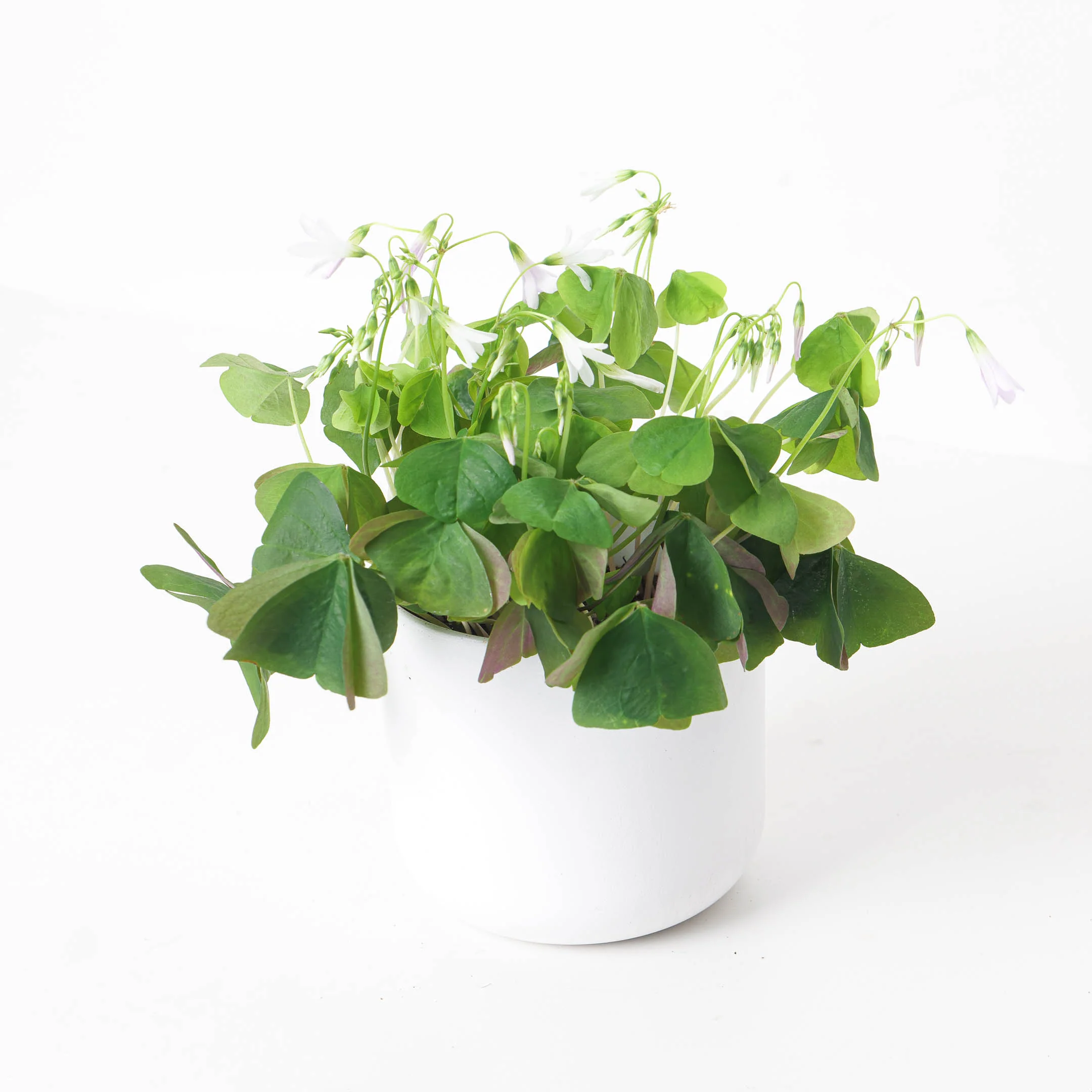 Oxalis 'Regnellii Green' | Shamrock Plant