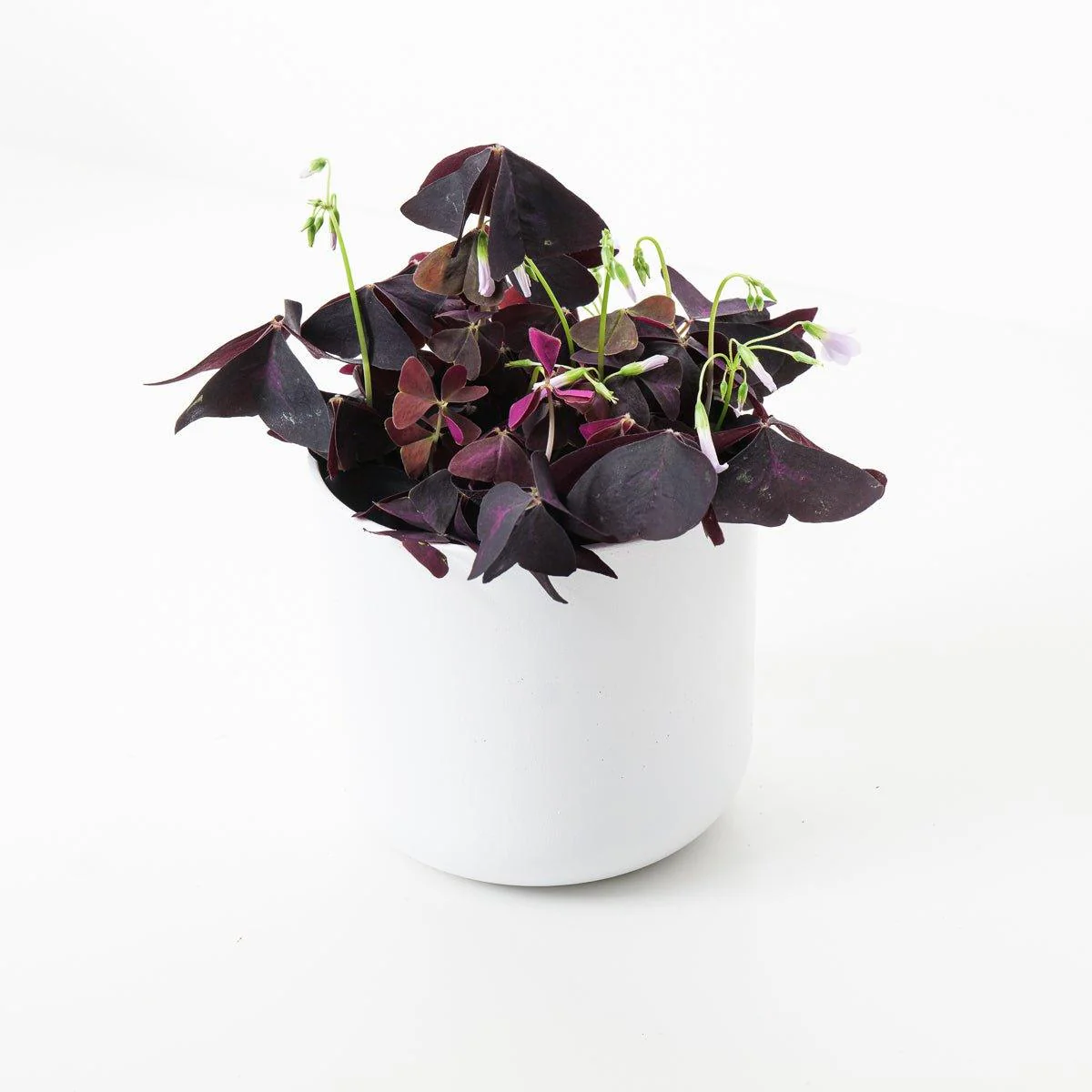 Oxalis Triangularis | Purple Shamrock