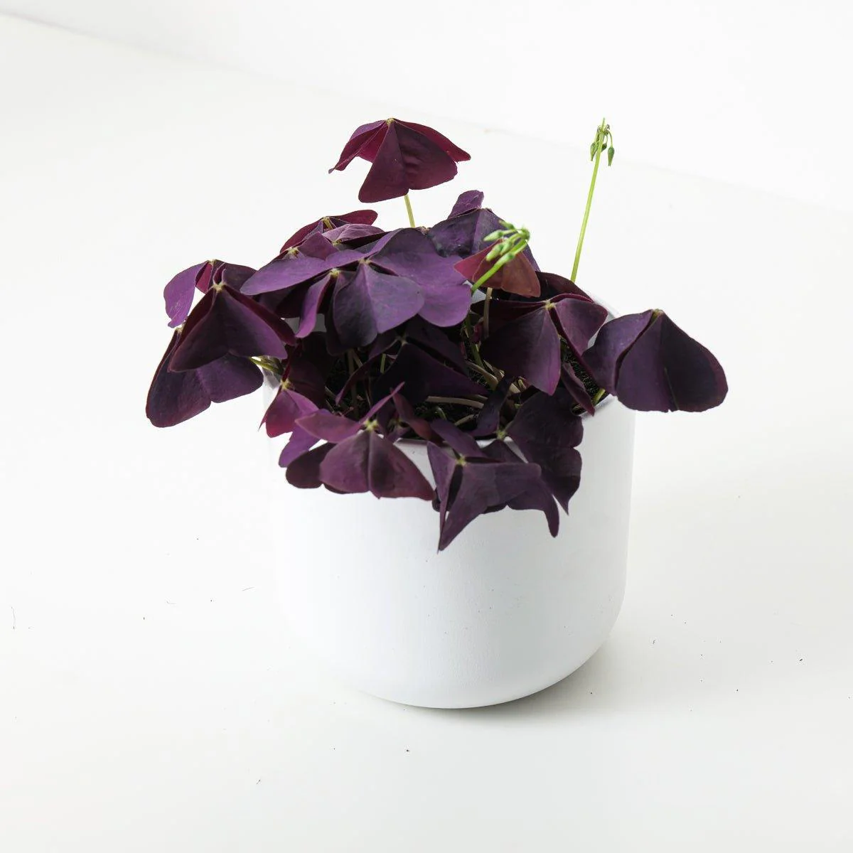 Oxalis Triangularis 'Mijke' | Purple Shamrock