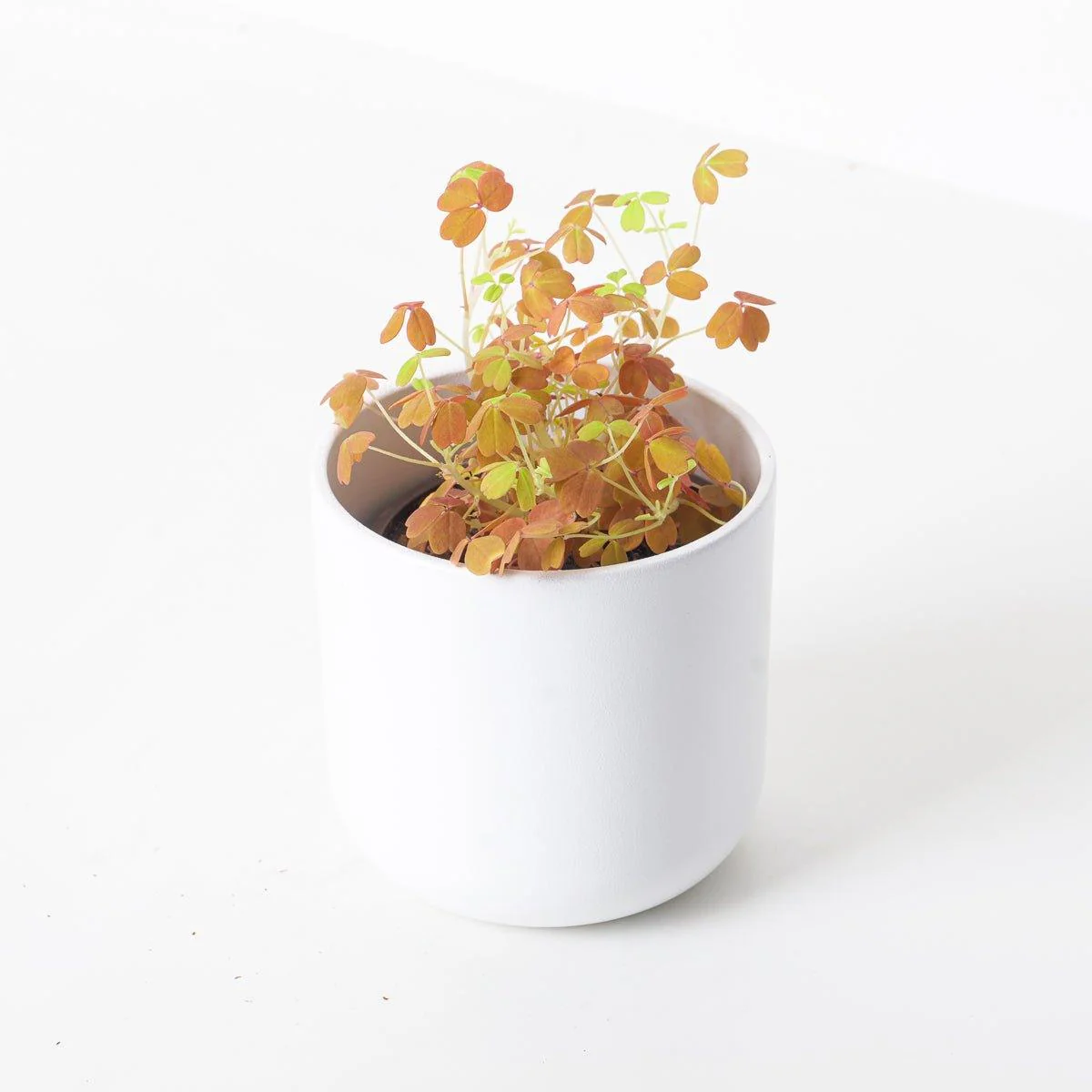Oxalis Vulcan Gold