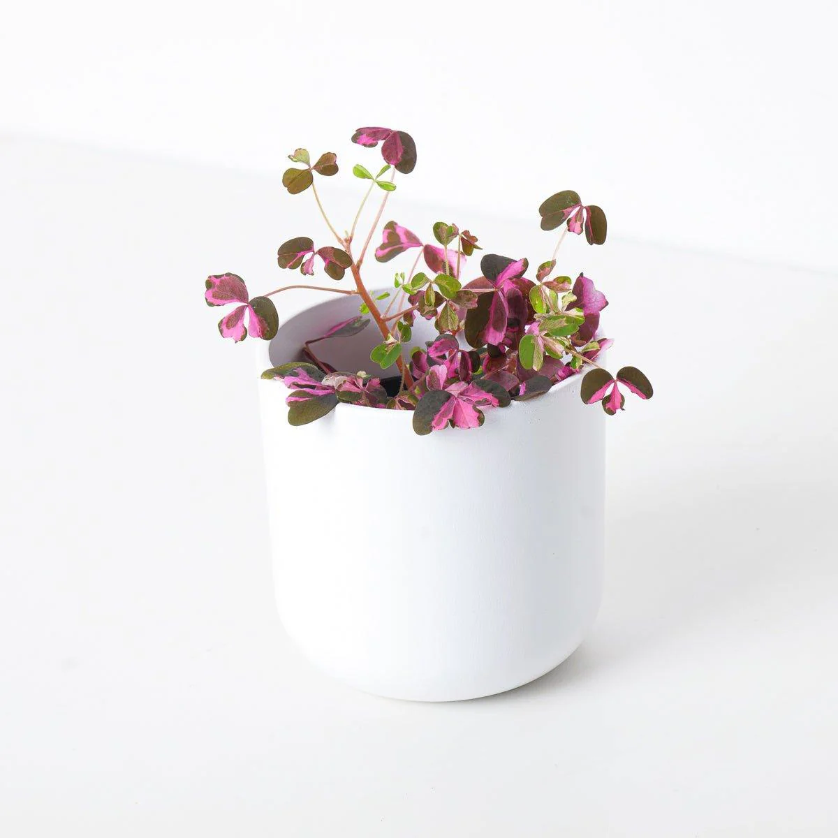 Oxalis 'Vulcan Pink'