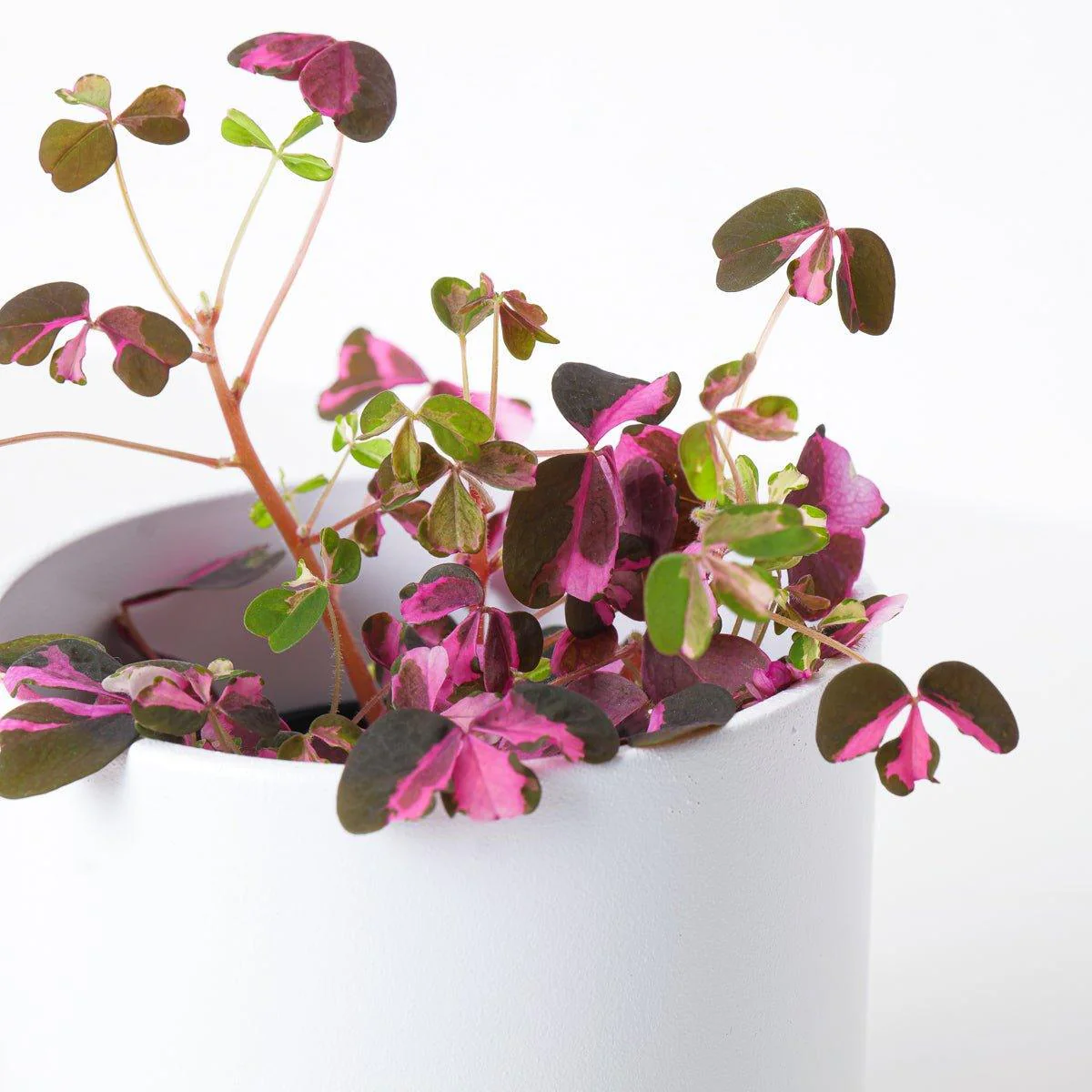 Oxalis 'Vulcan Pink' - Image 2