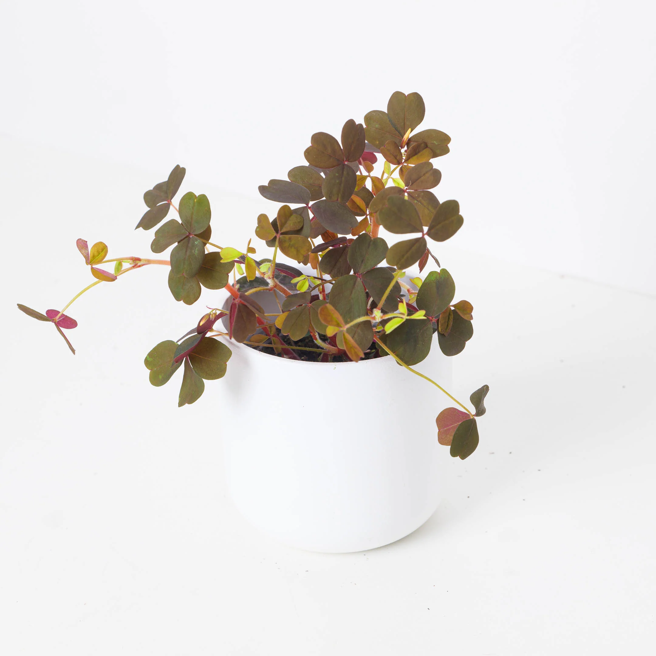 Oxalis 'Vulcan Red'