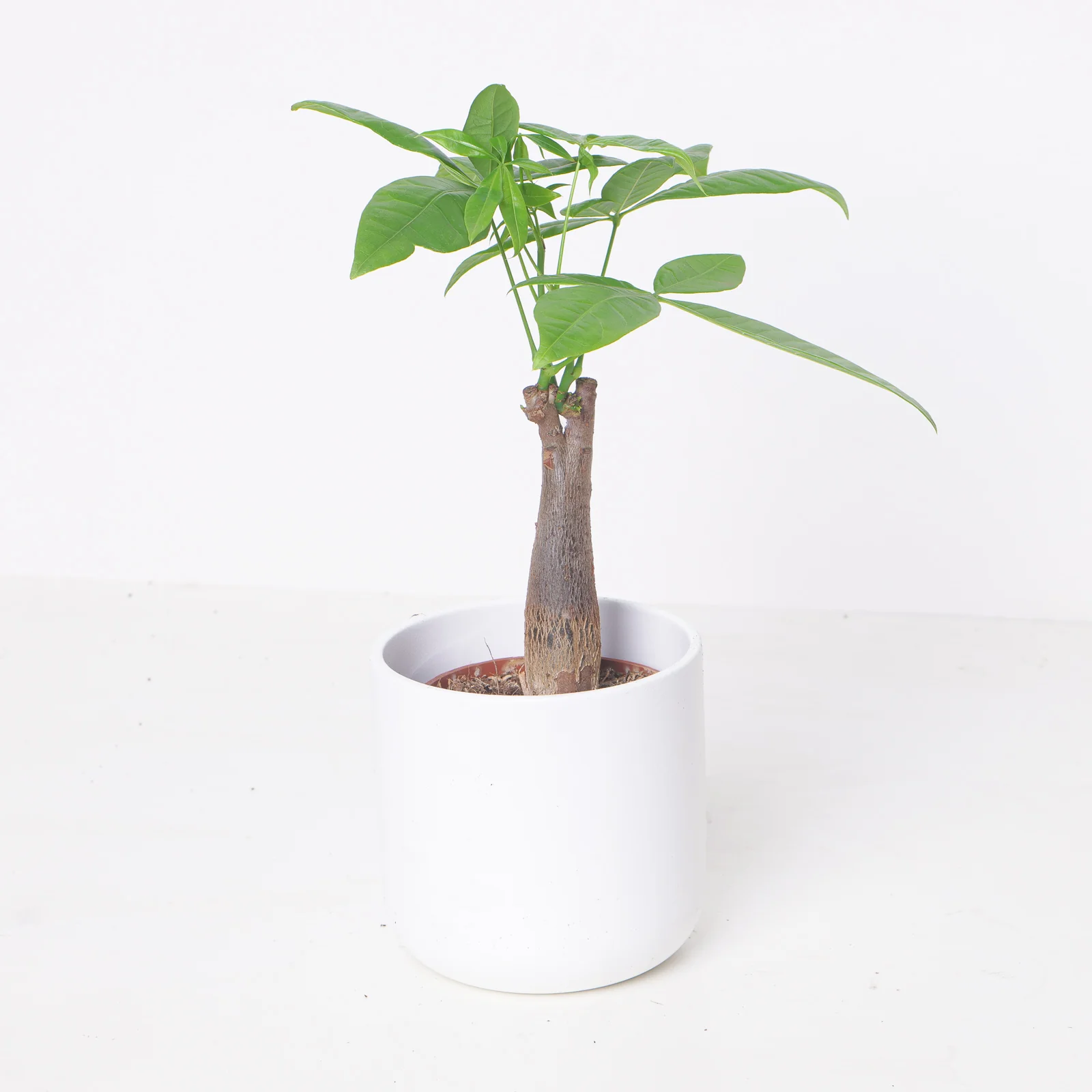 Pachira Aquatica | Money Tree - Image 3