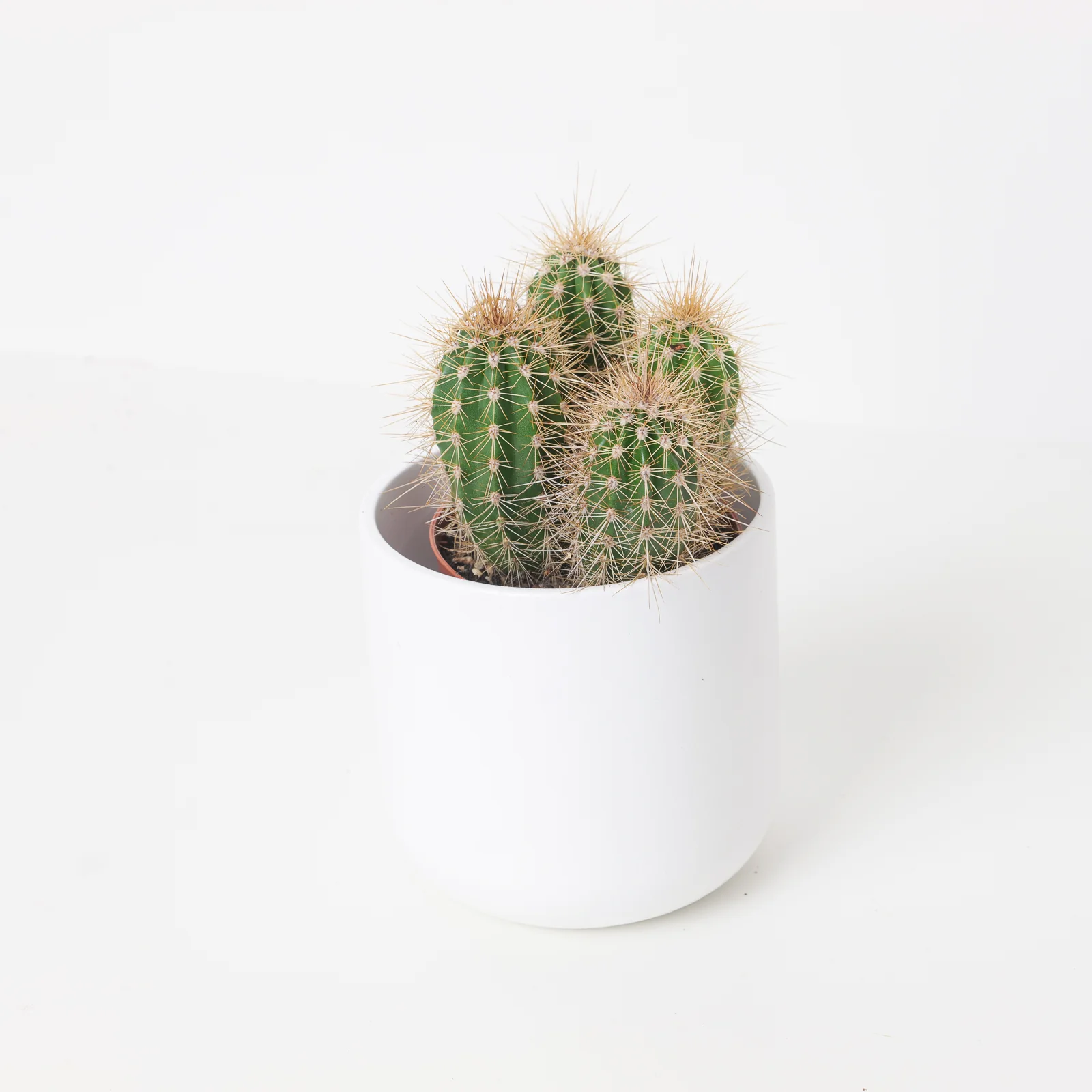 Pachycereus pringlei