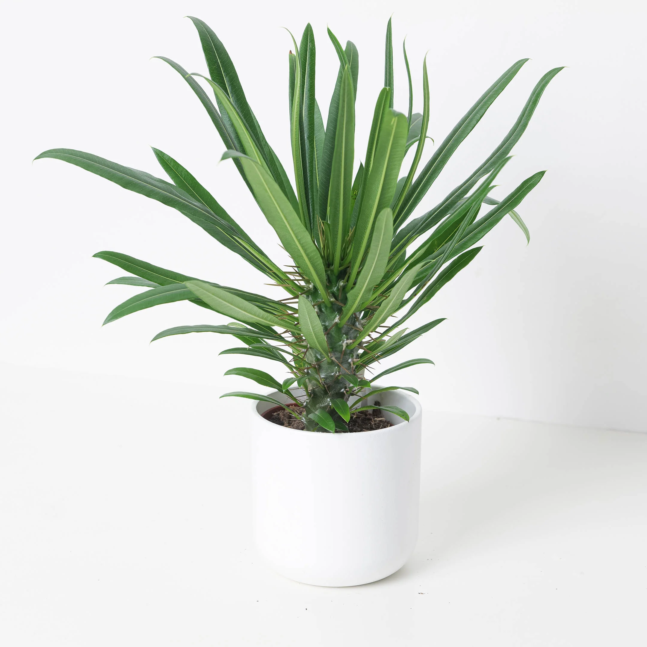 Madagascar Palm Pachypodium Lamerei