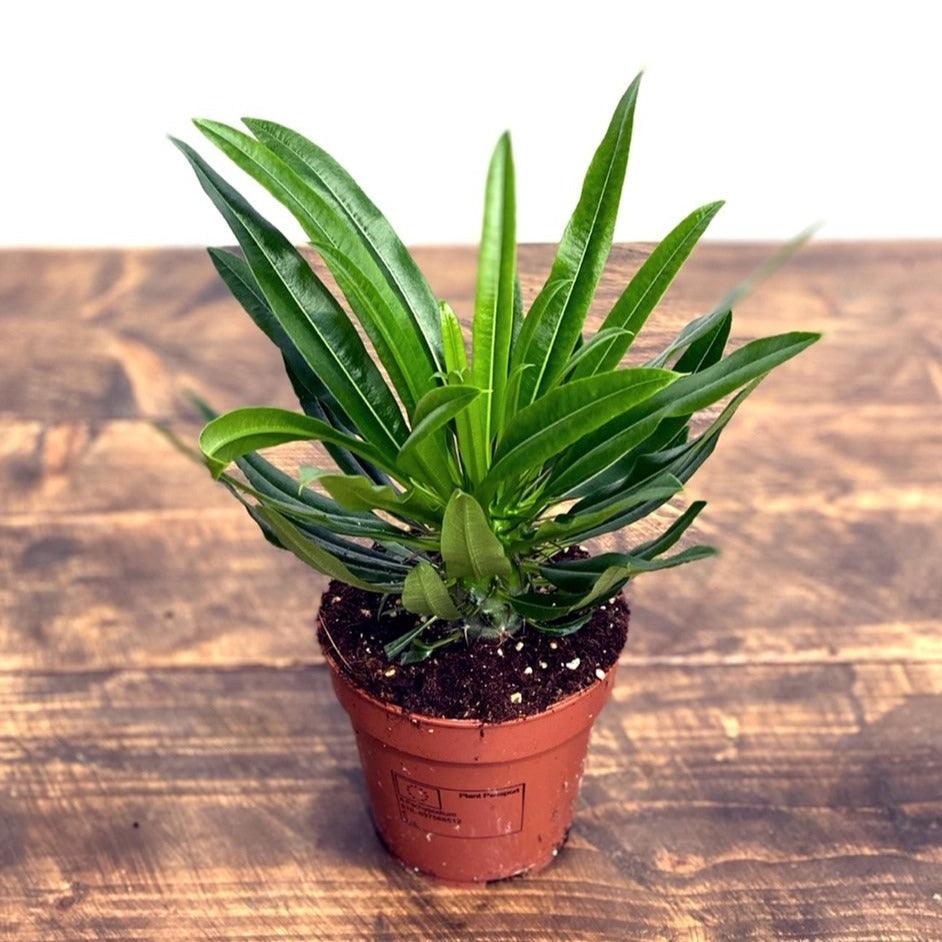 Madagascar Palm Pachypodium Lamerei - Image 2