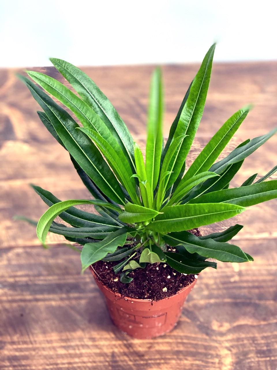 Madagascar Palm Pachypodium Lamerei - Image 3