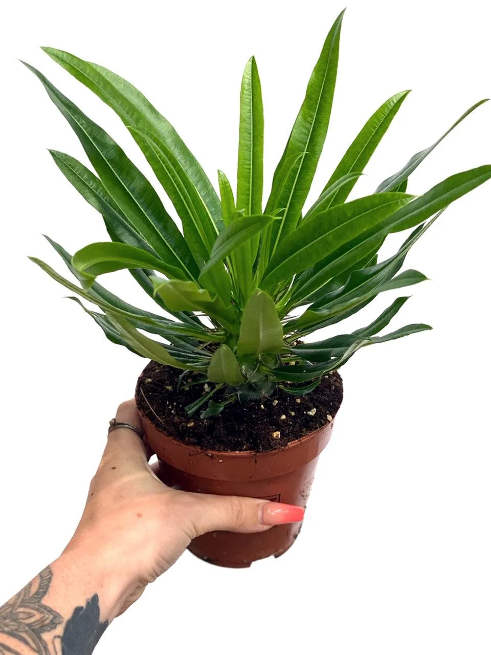Madagascar Palm Pachypodium Lamerei - Image 4