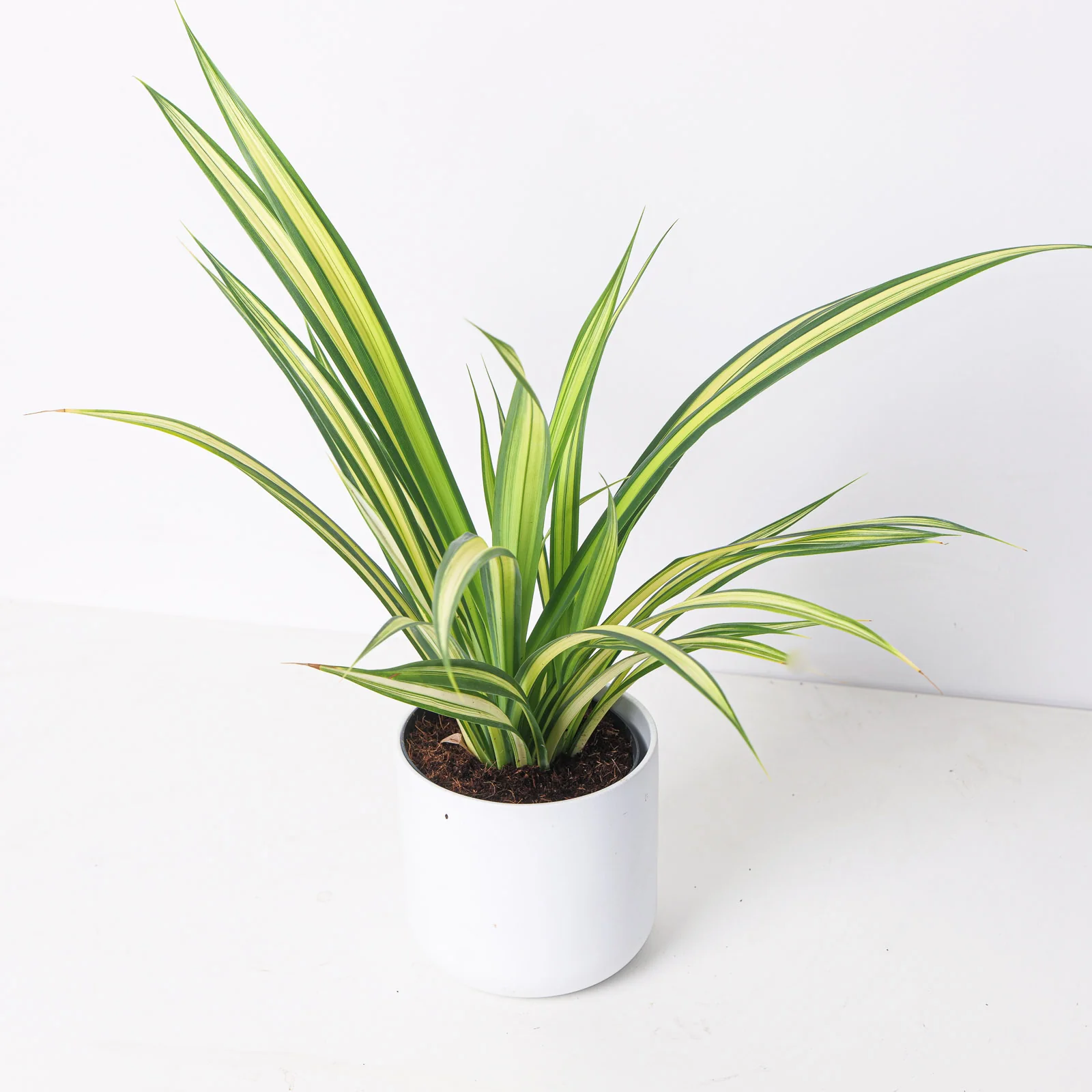 Pandanus baptistii