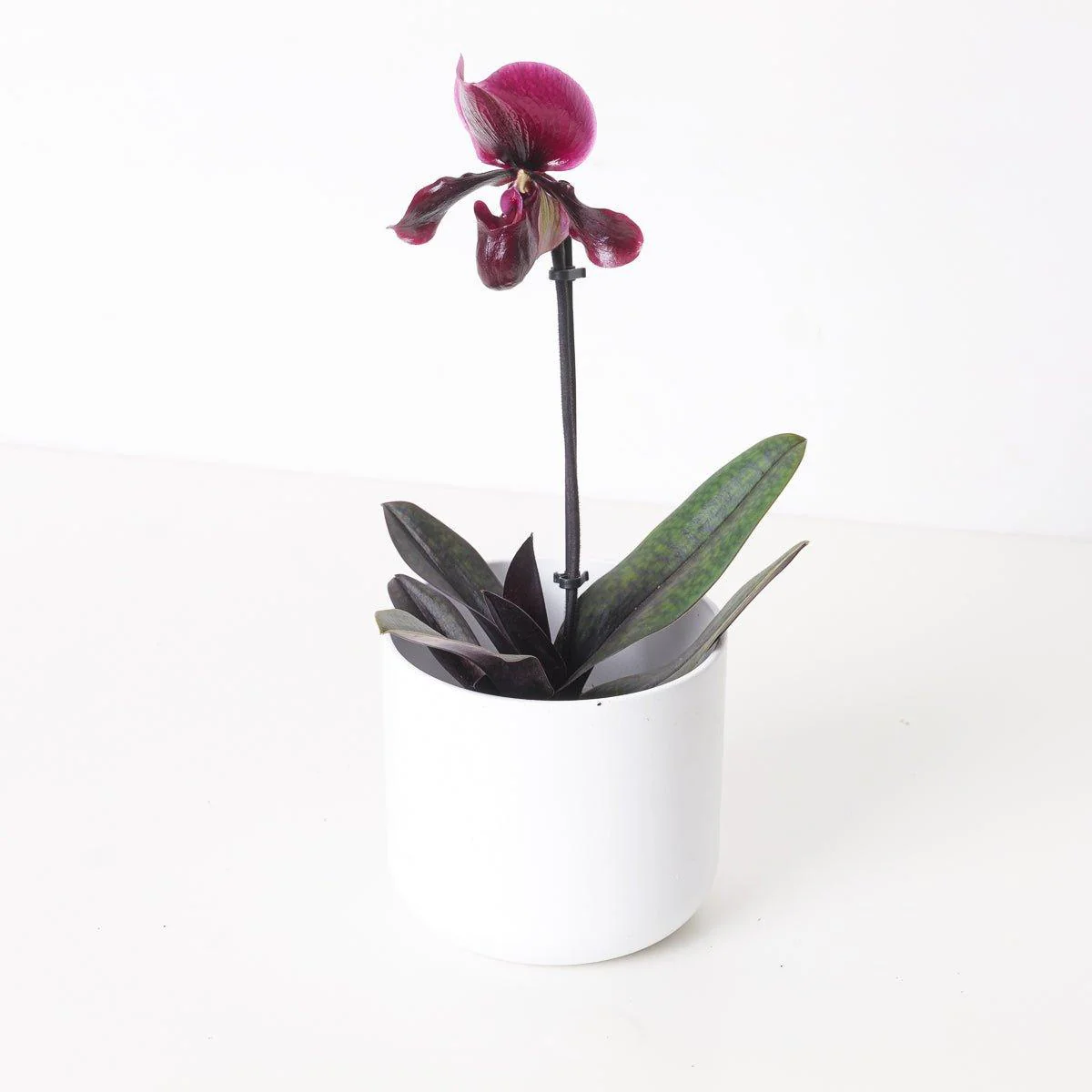Paphiopedilum 'Black Jack' - Image 2