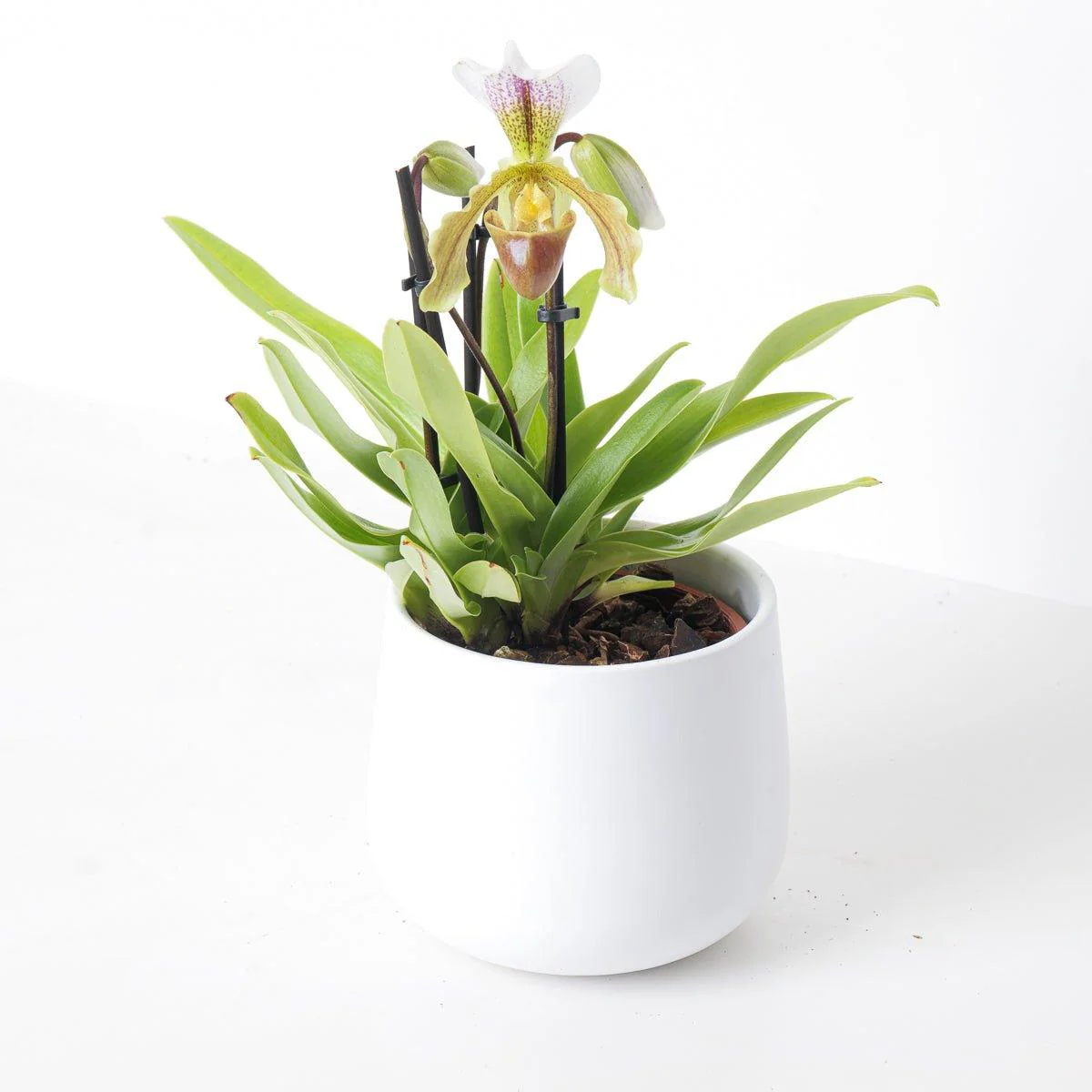 Paphiopedilum leeanum