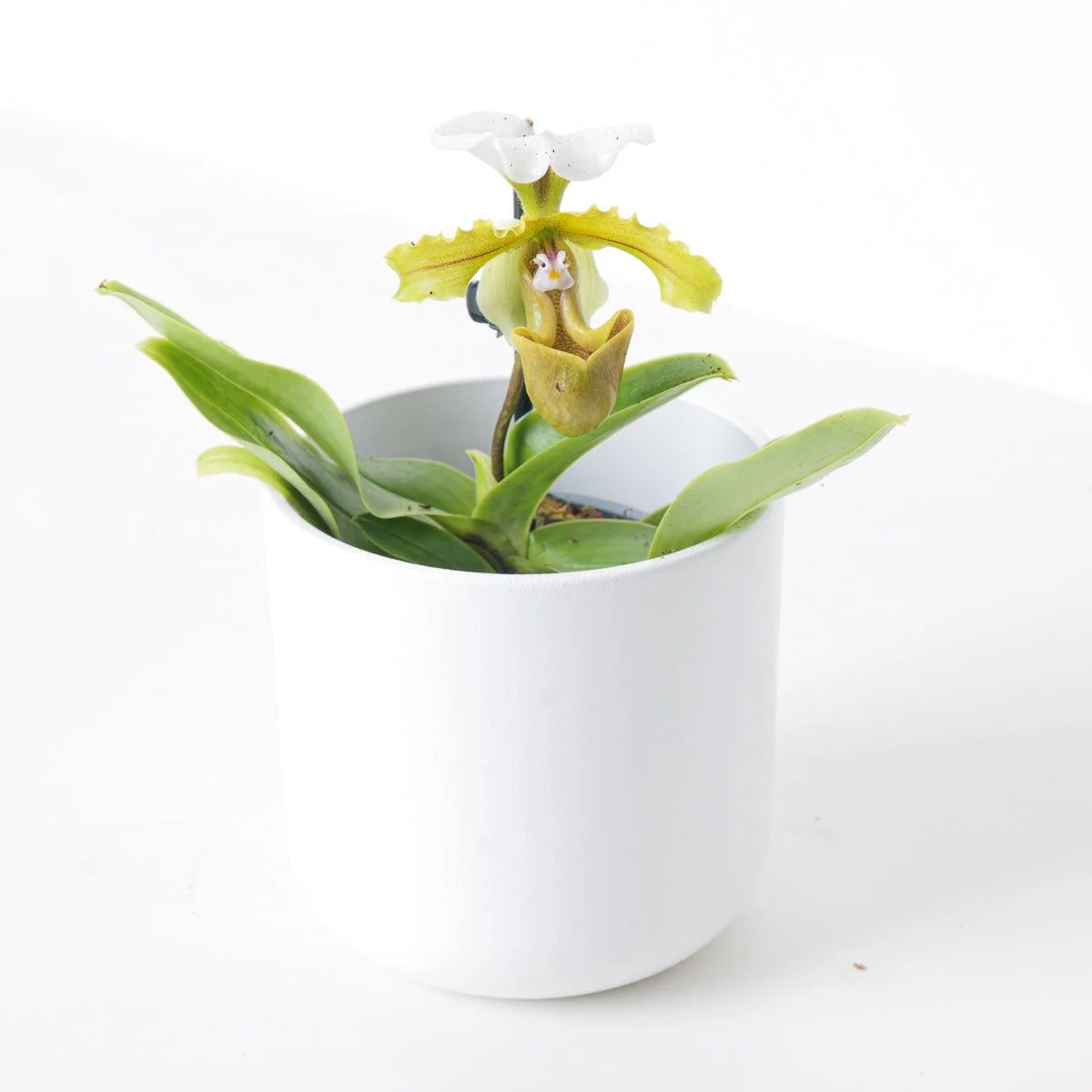 Paphiopedilum Milano