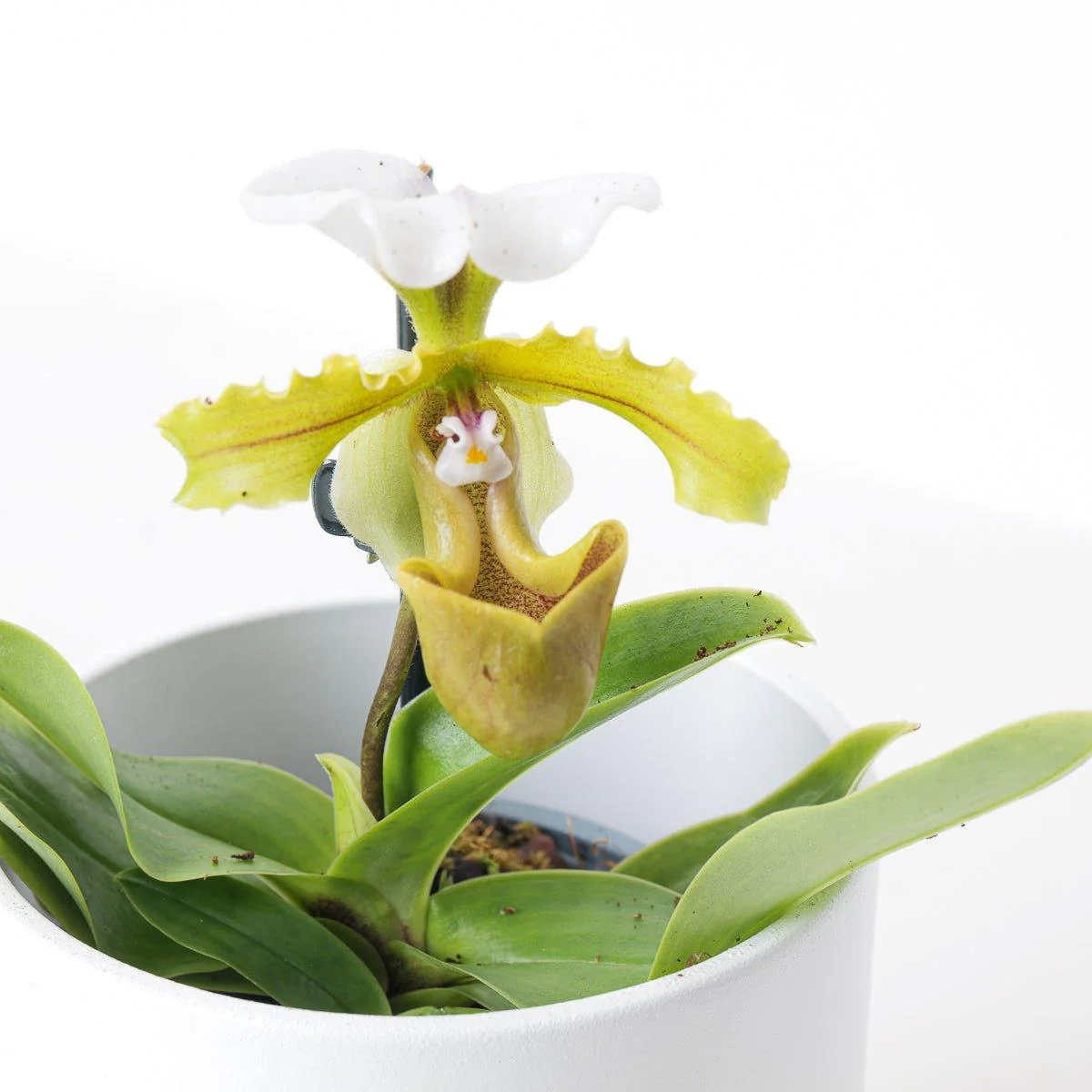 Paphiopedilum Milano - Image 2