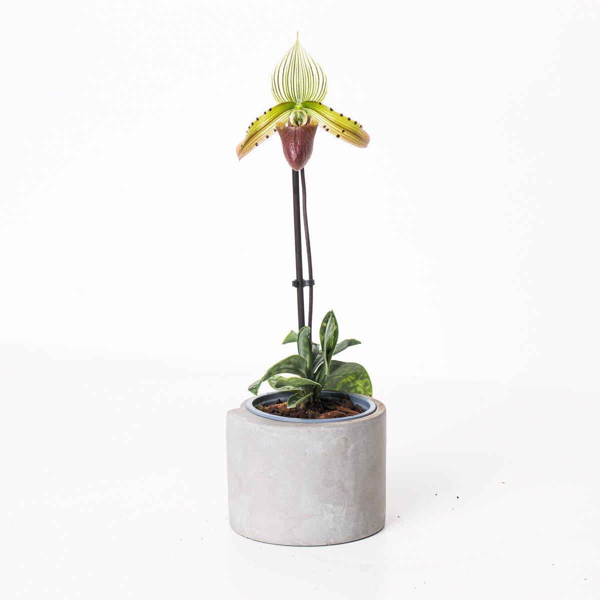 Paphiopedilum sukhakulii
