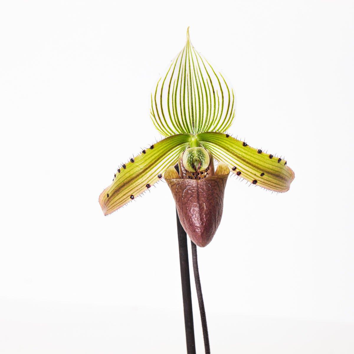 Paphiopedilum sukhakulii - Image 2