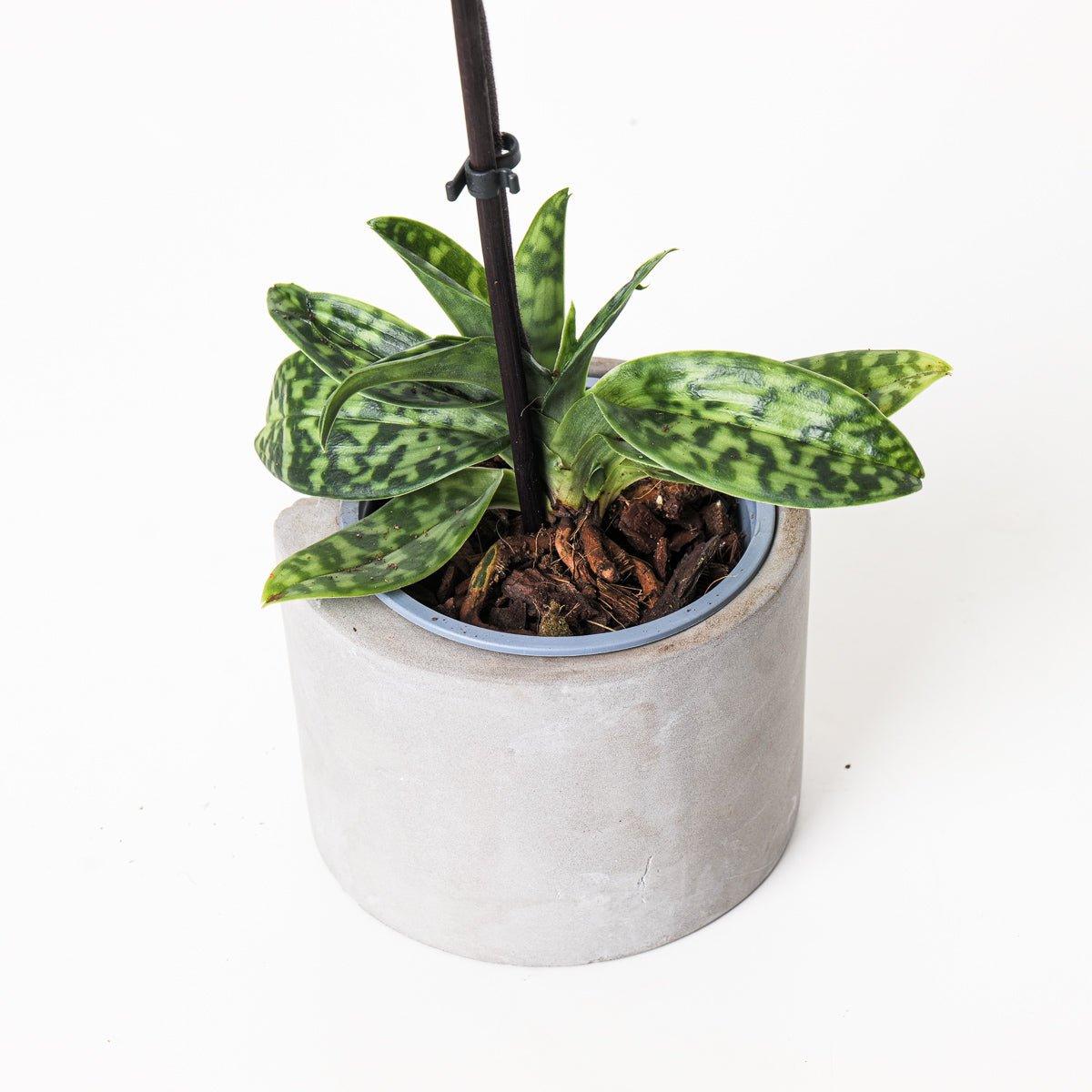 Paphiopedilum sukhakulii - Image 3