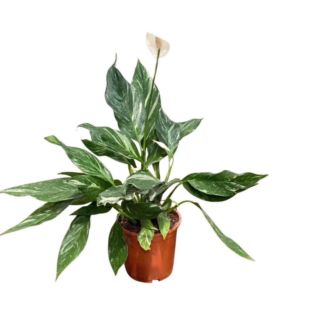 Spathiphyllum Diamond | Peace Lily Variegated - Image 3