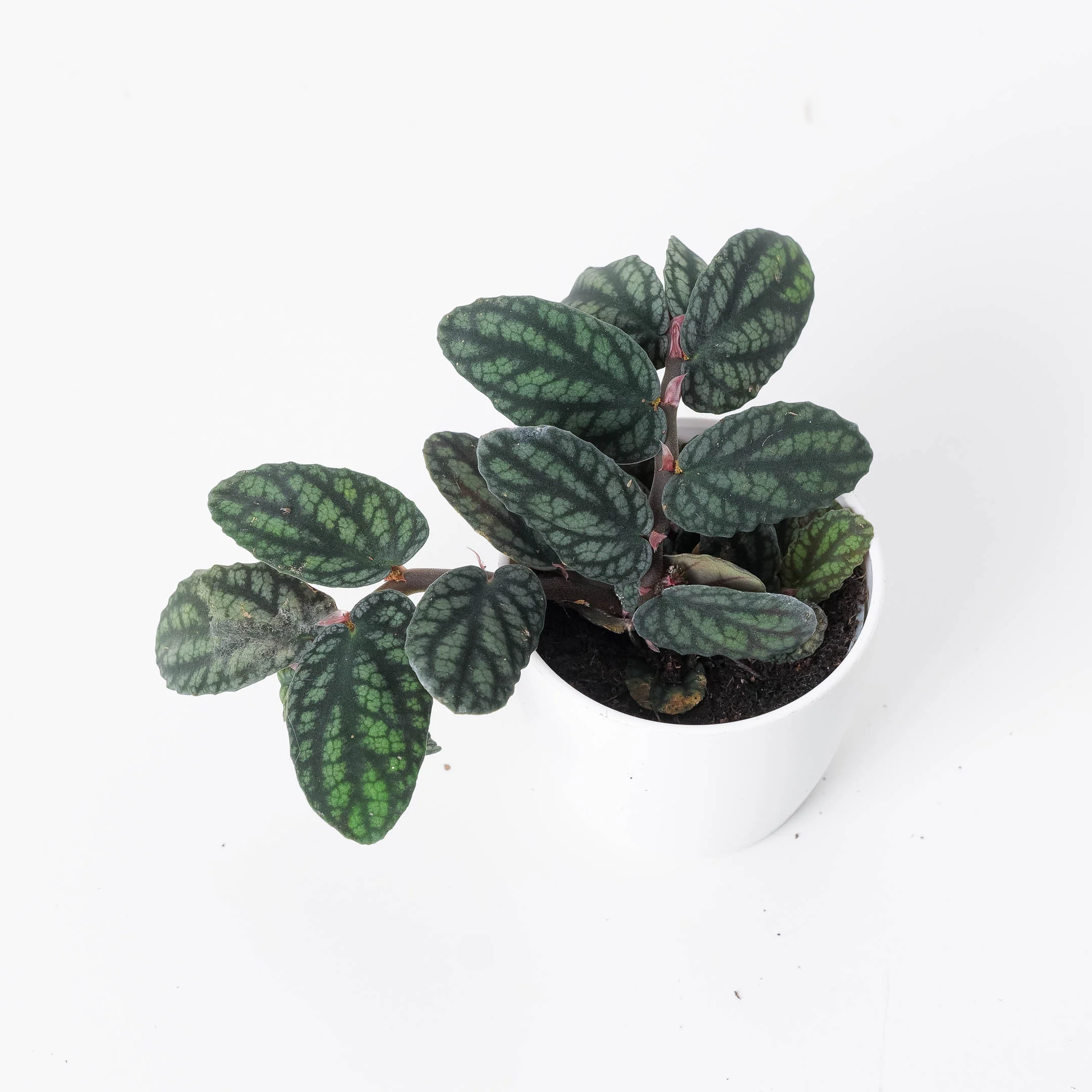 Pellionia pulchra