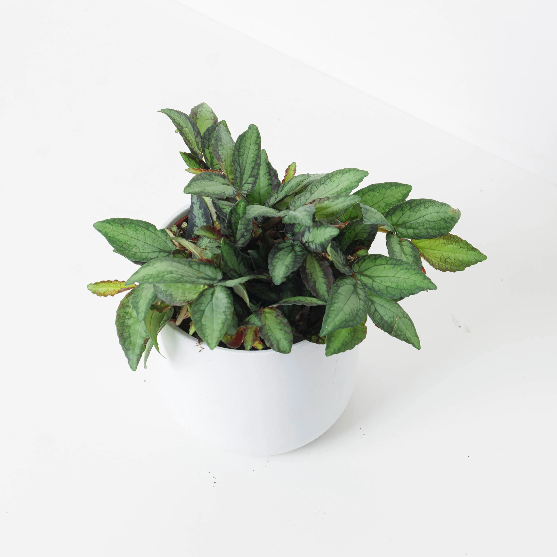 Pellionia repens