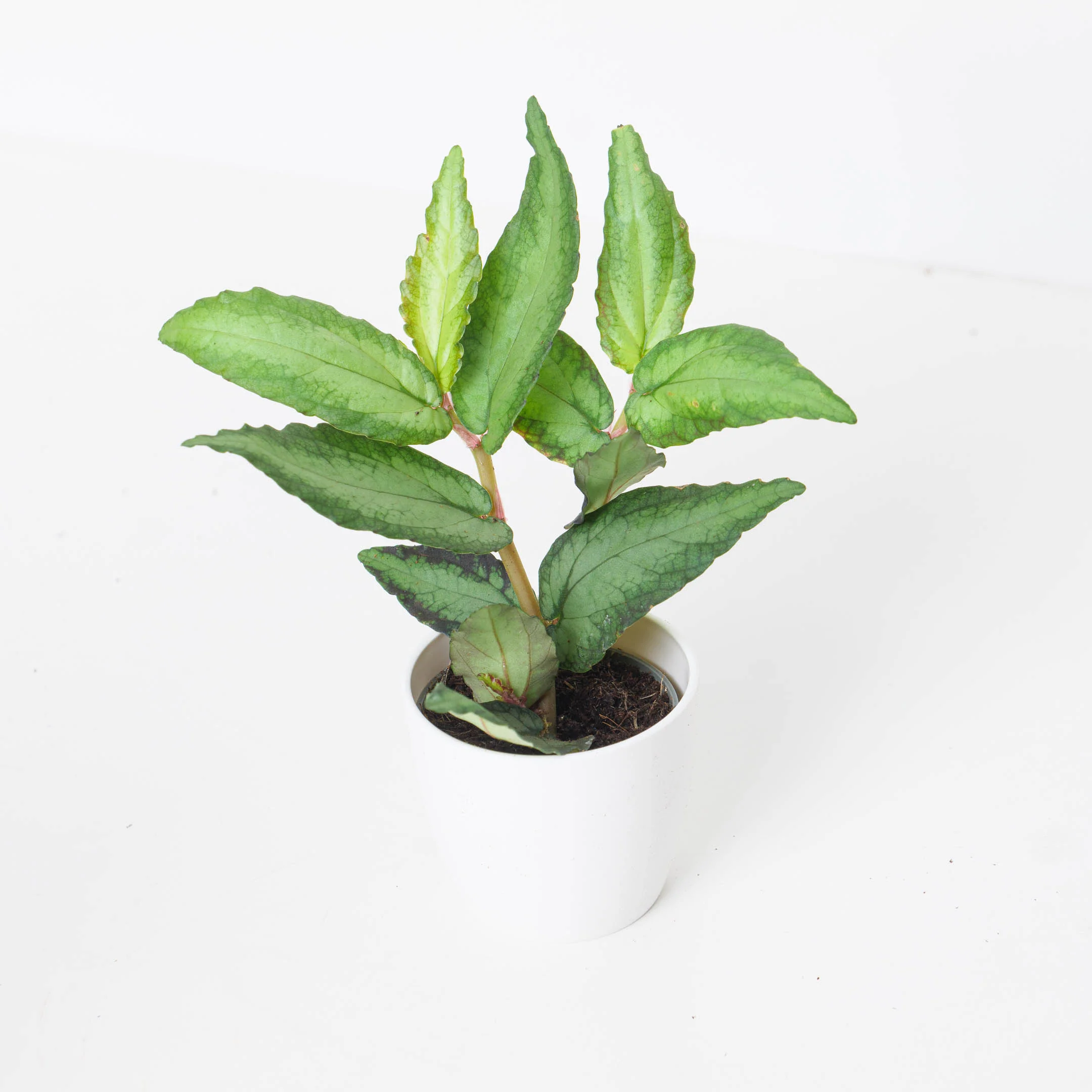 Pellionia repens - Image 2
