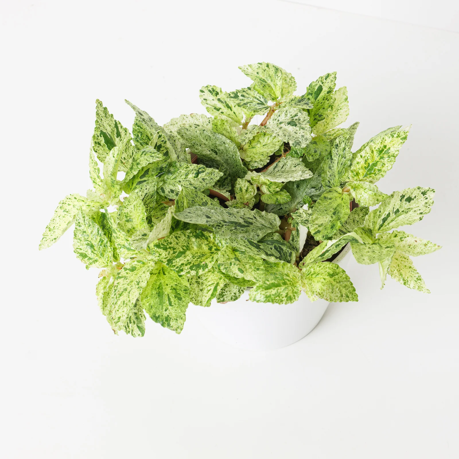 Pellionia repens variegated