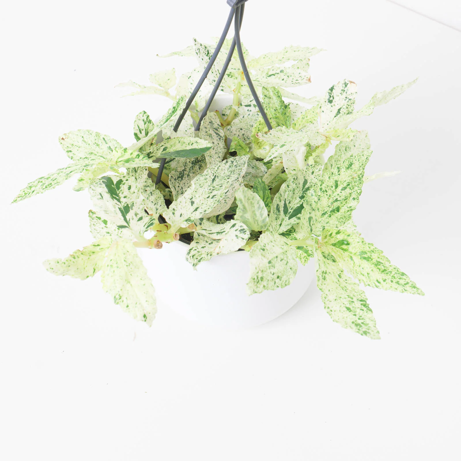Pellionia repens variegated - Image 3