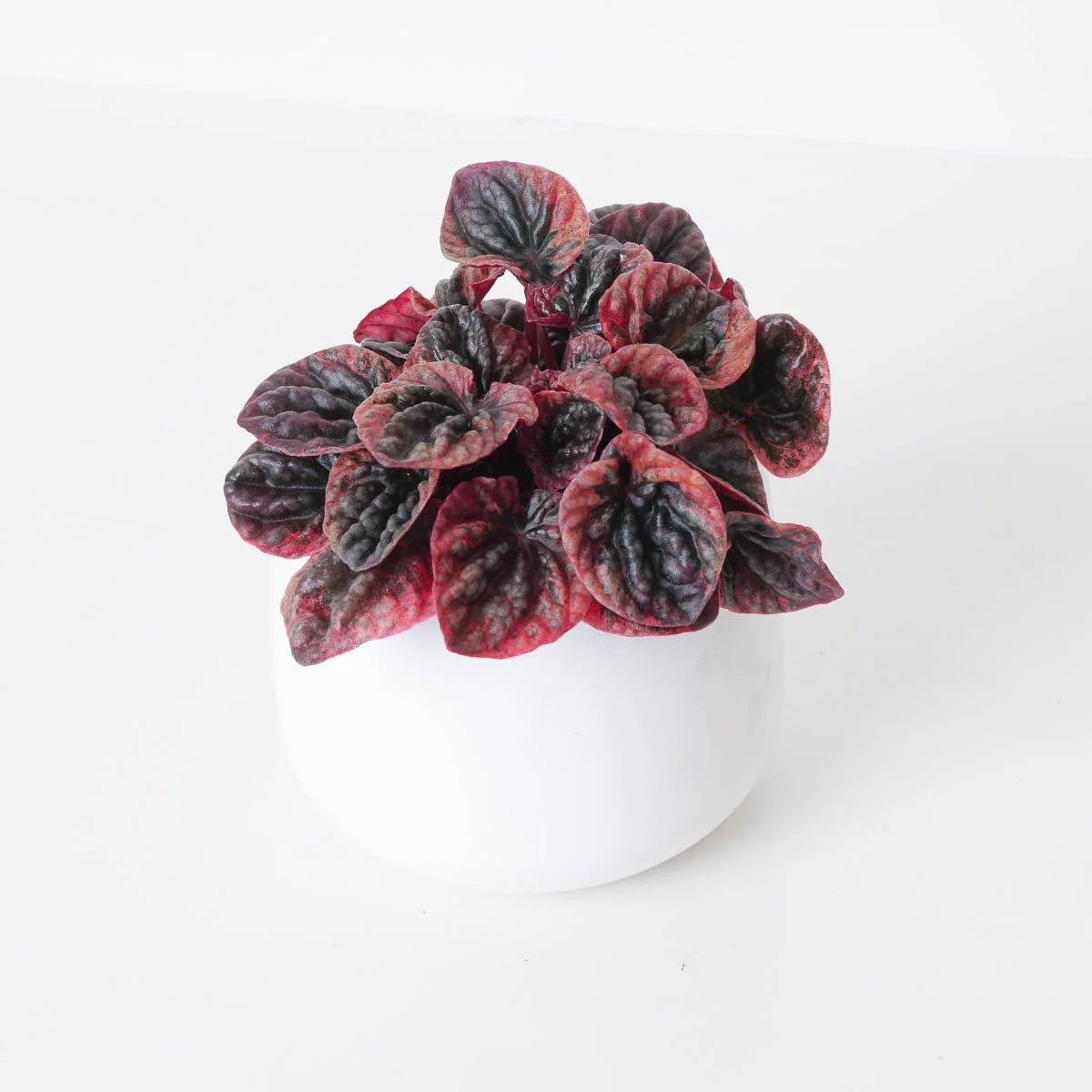 Peperomia Caperata Abricos