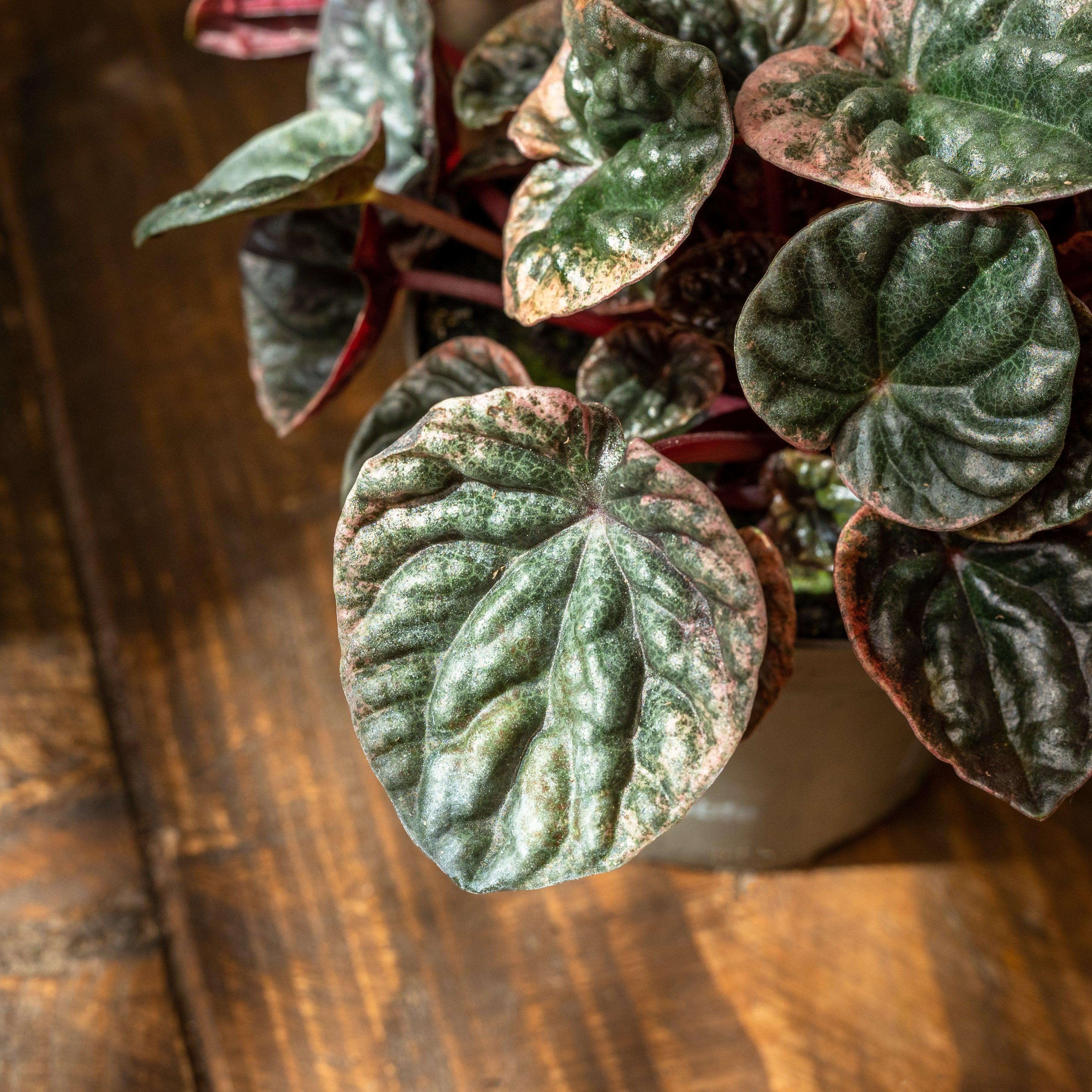 Peperomia Caperata Abricos - Image 2