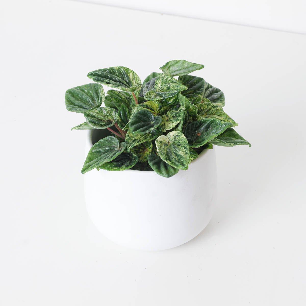 Peperomia Caperata Buenos Aires