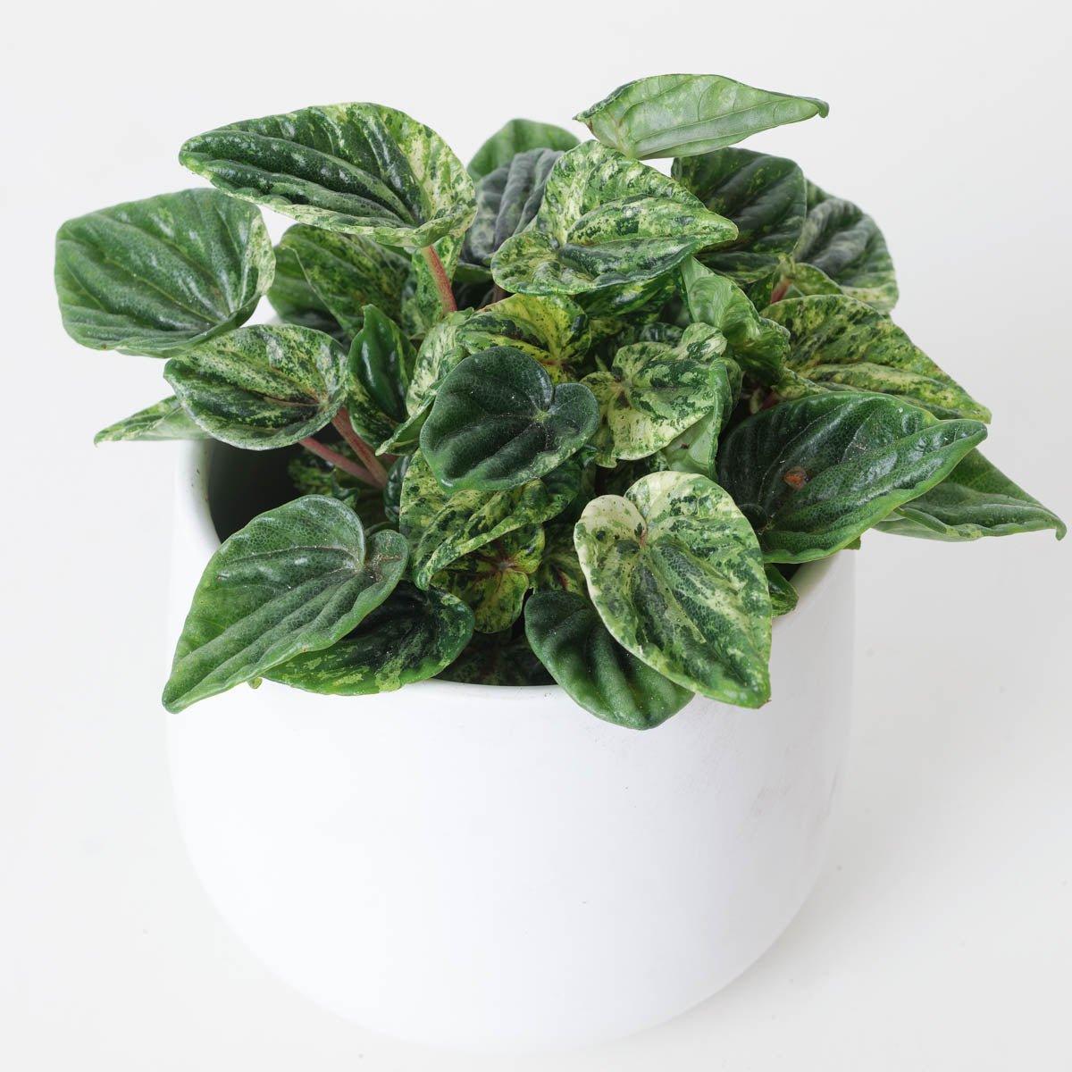 Peperomia Caperata Buenos Aires - Image 2