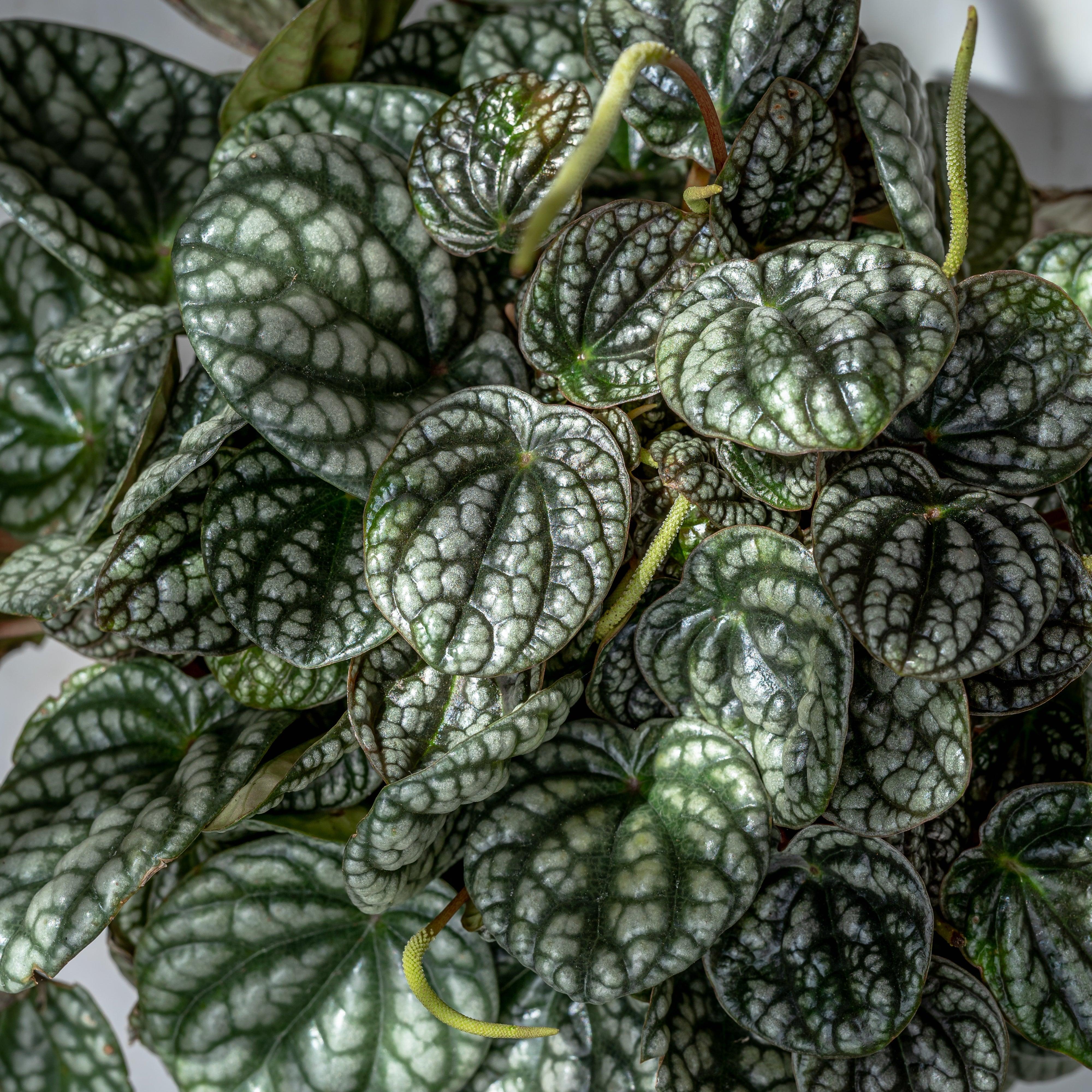 Peperomia Caperata Burbella | Pet Friendly House Plant